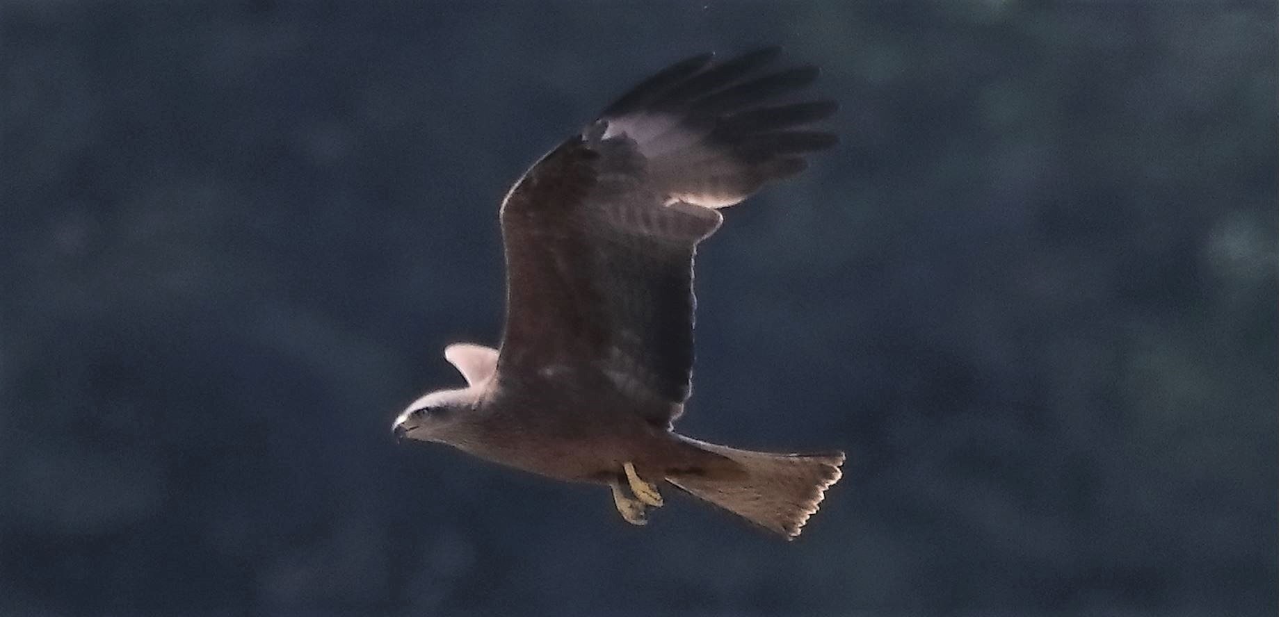 Nibbio bruno 29-04-2022