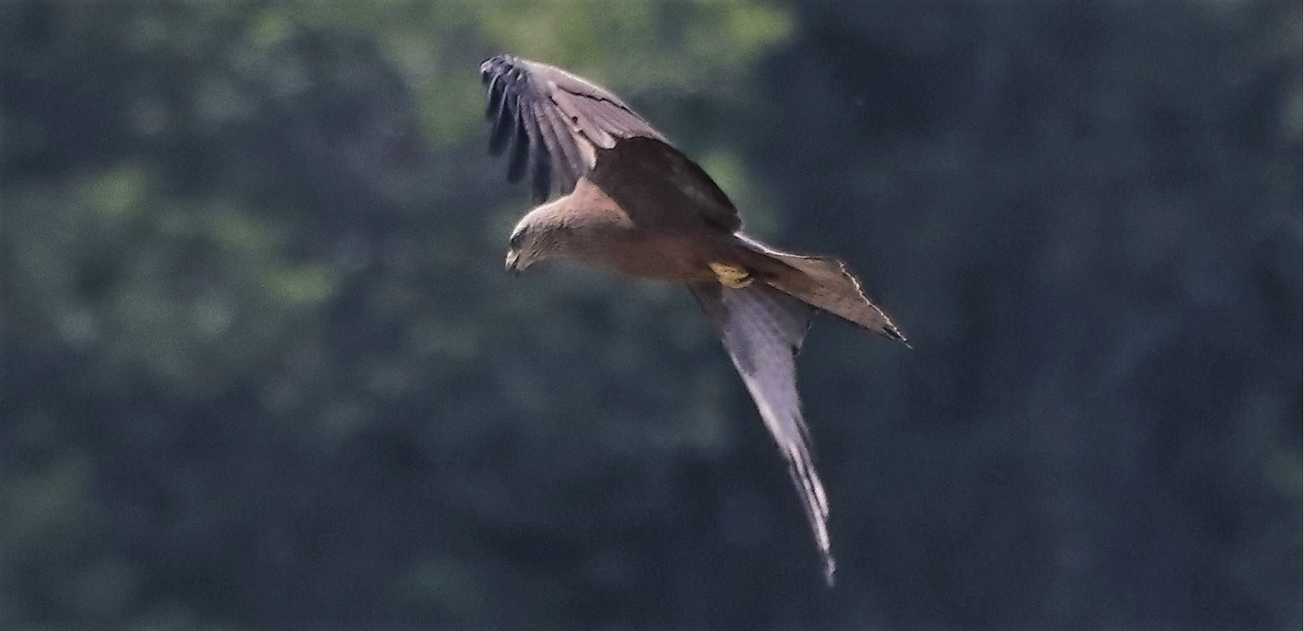 Nibbio bruno 29-04-2022