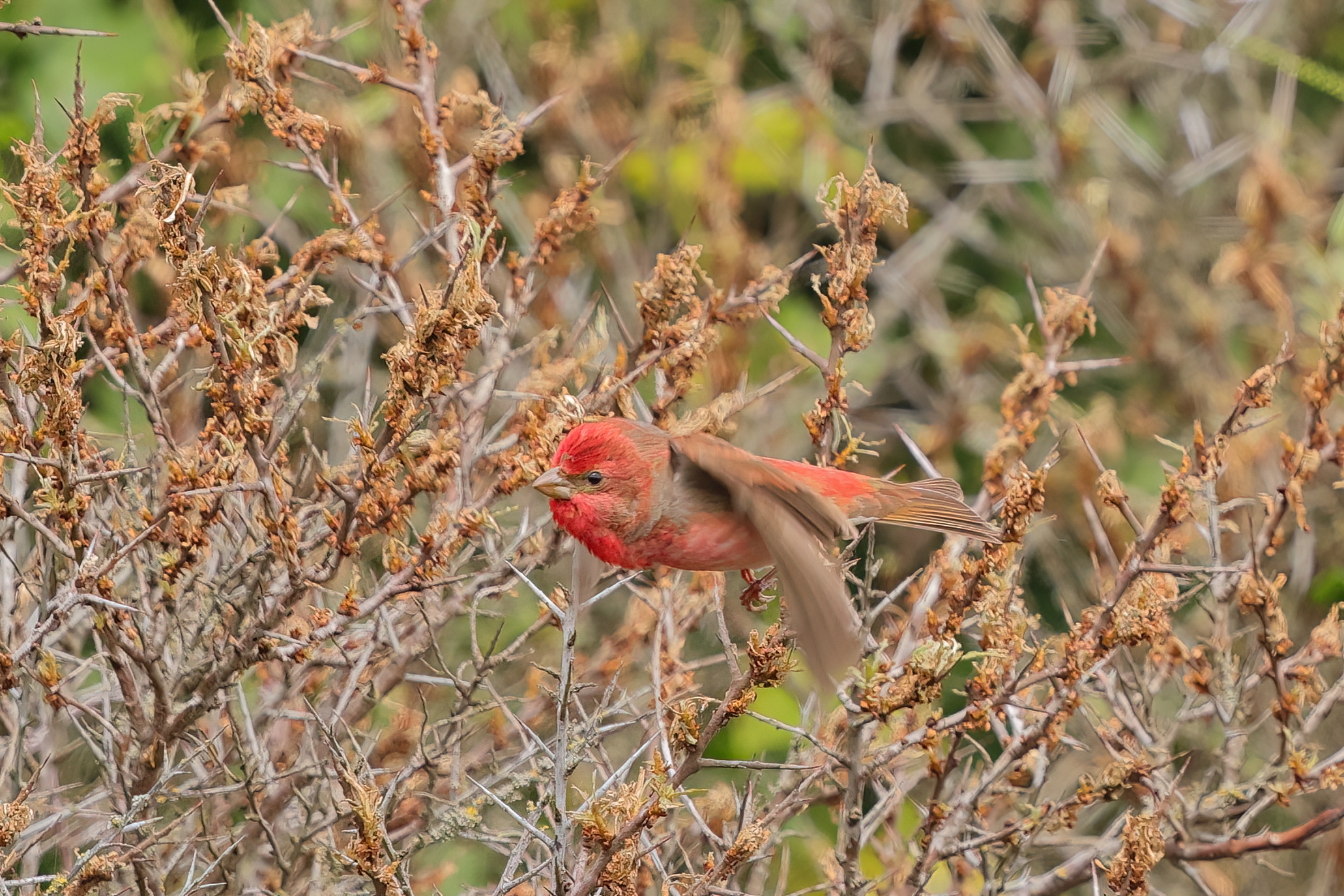 Scarlet bullfinch