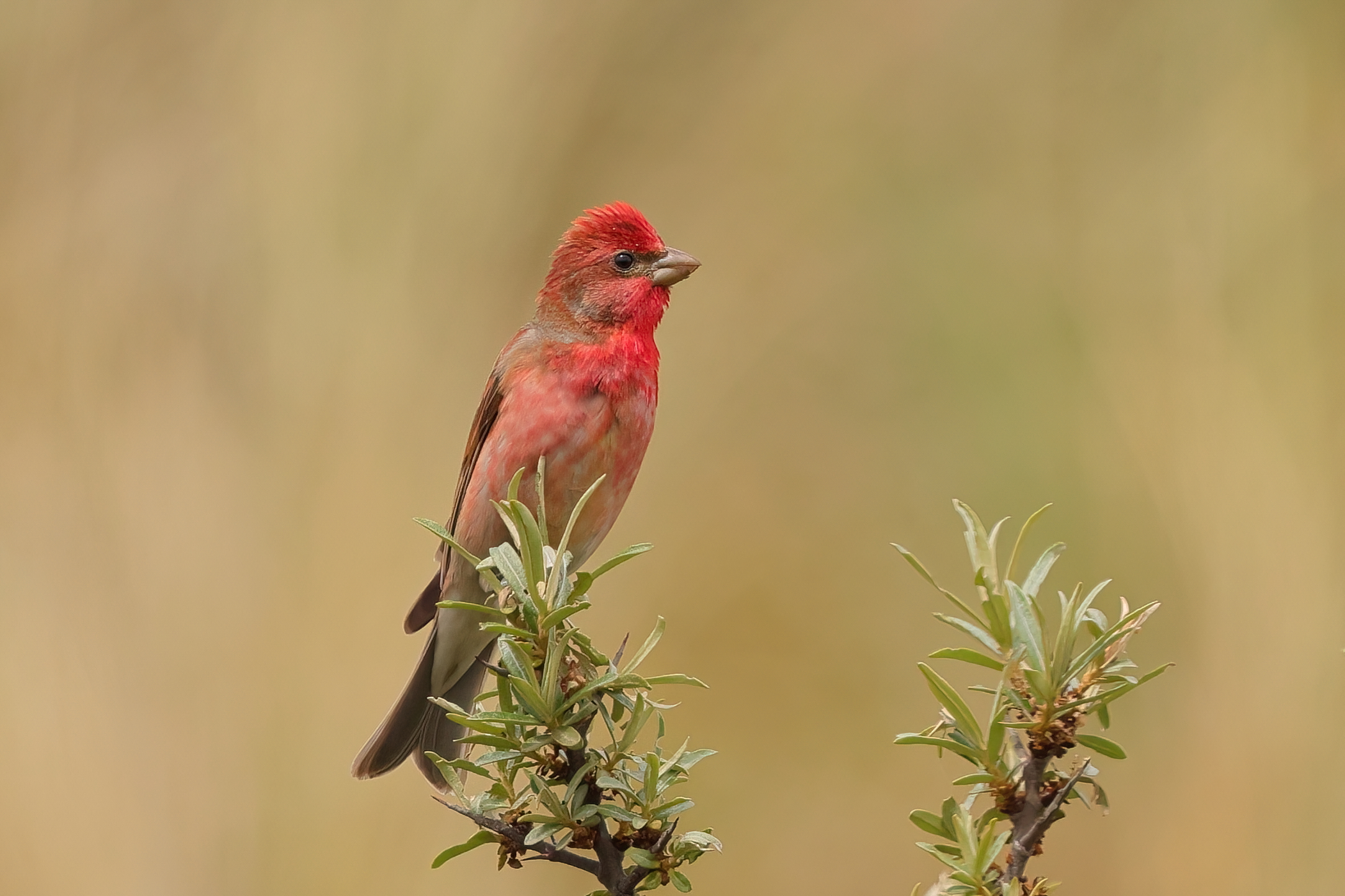 Scarlet bullfinch