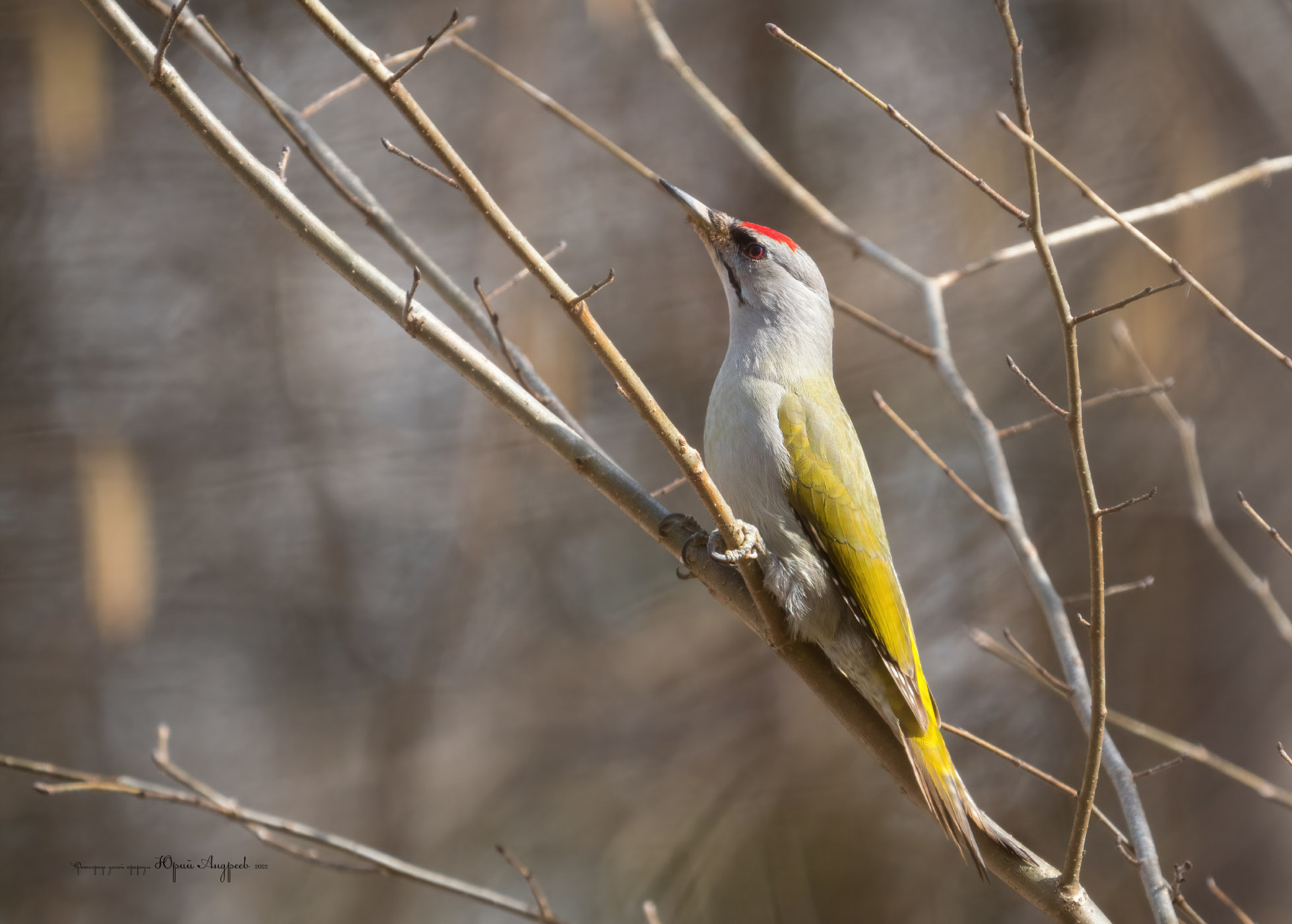 Picchio dalla testa grigia