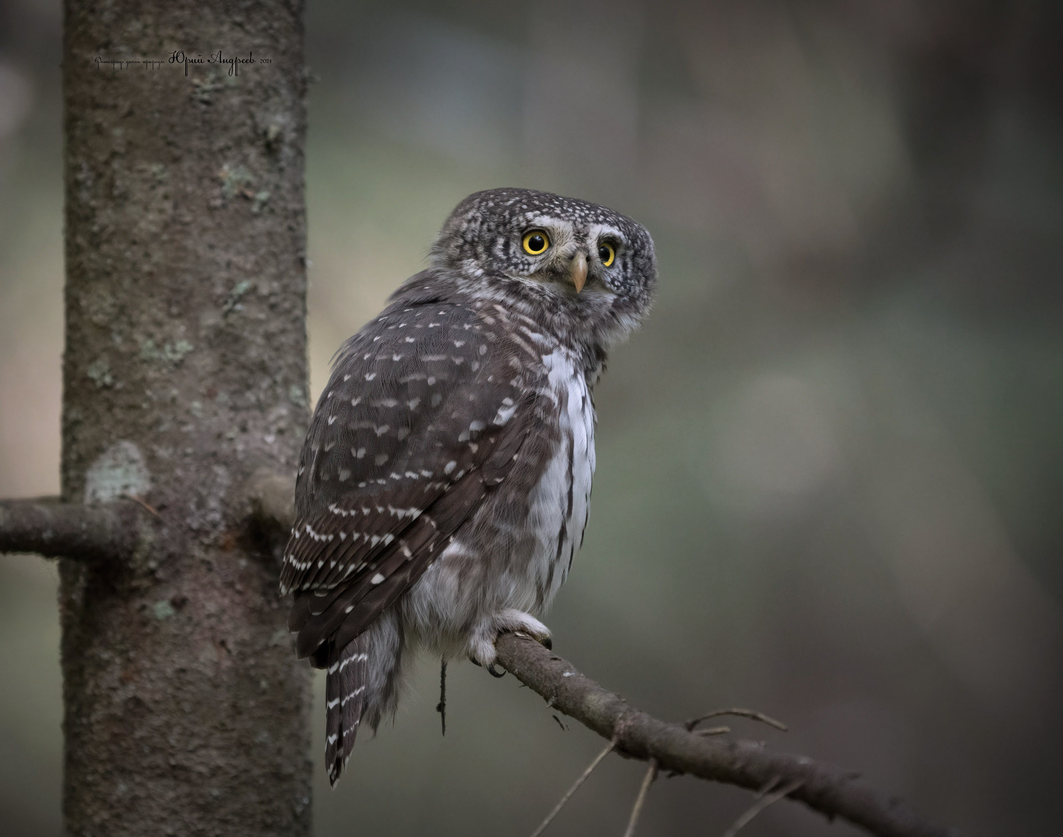 Gufo pigmeo eurasiatico