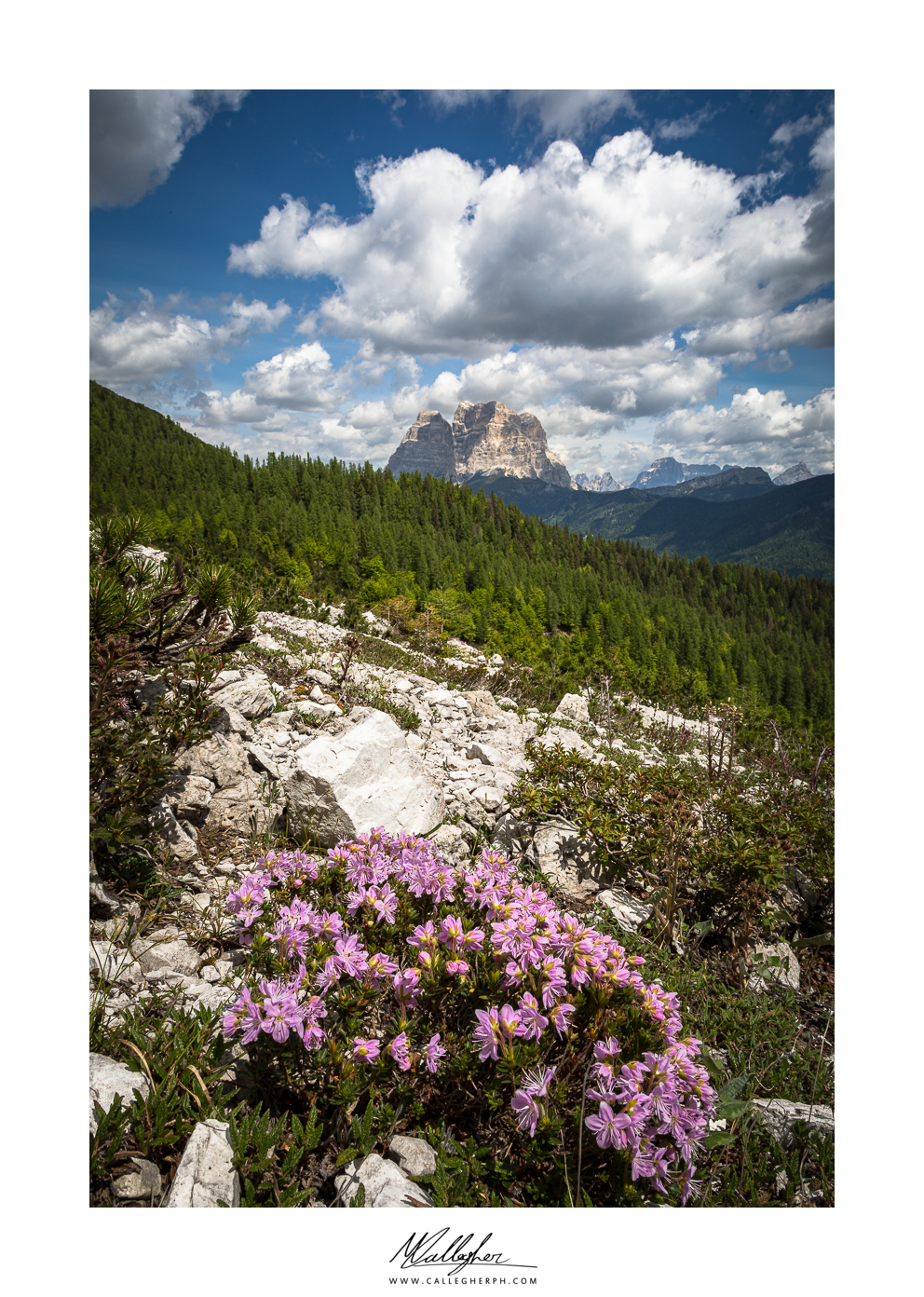 Rhododendron in bloom