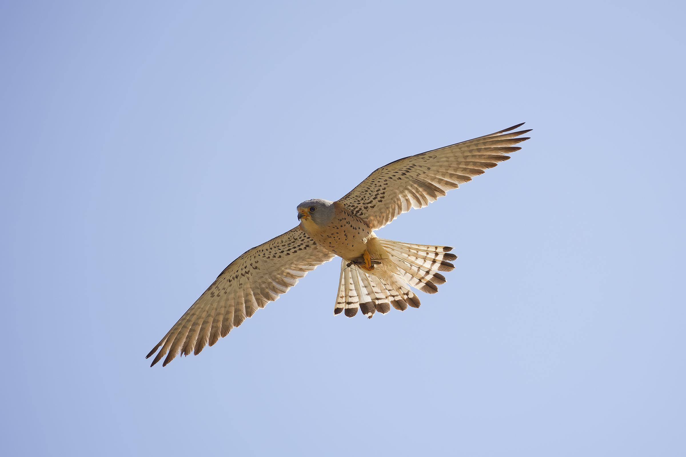 Kestrel with grasshopper