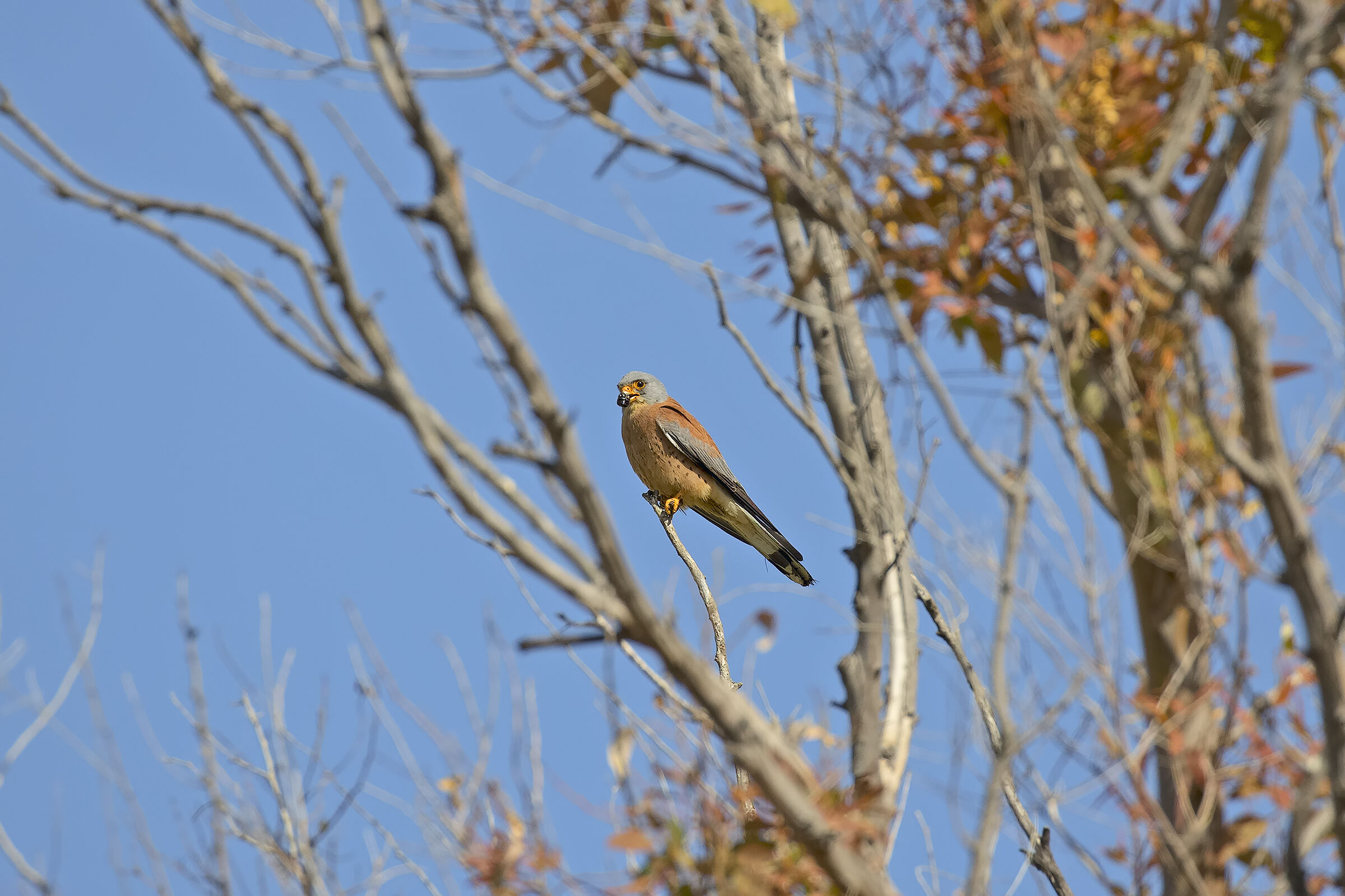 Kestrel with beetle