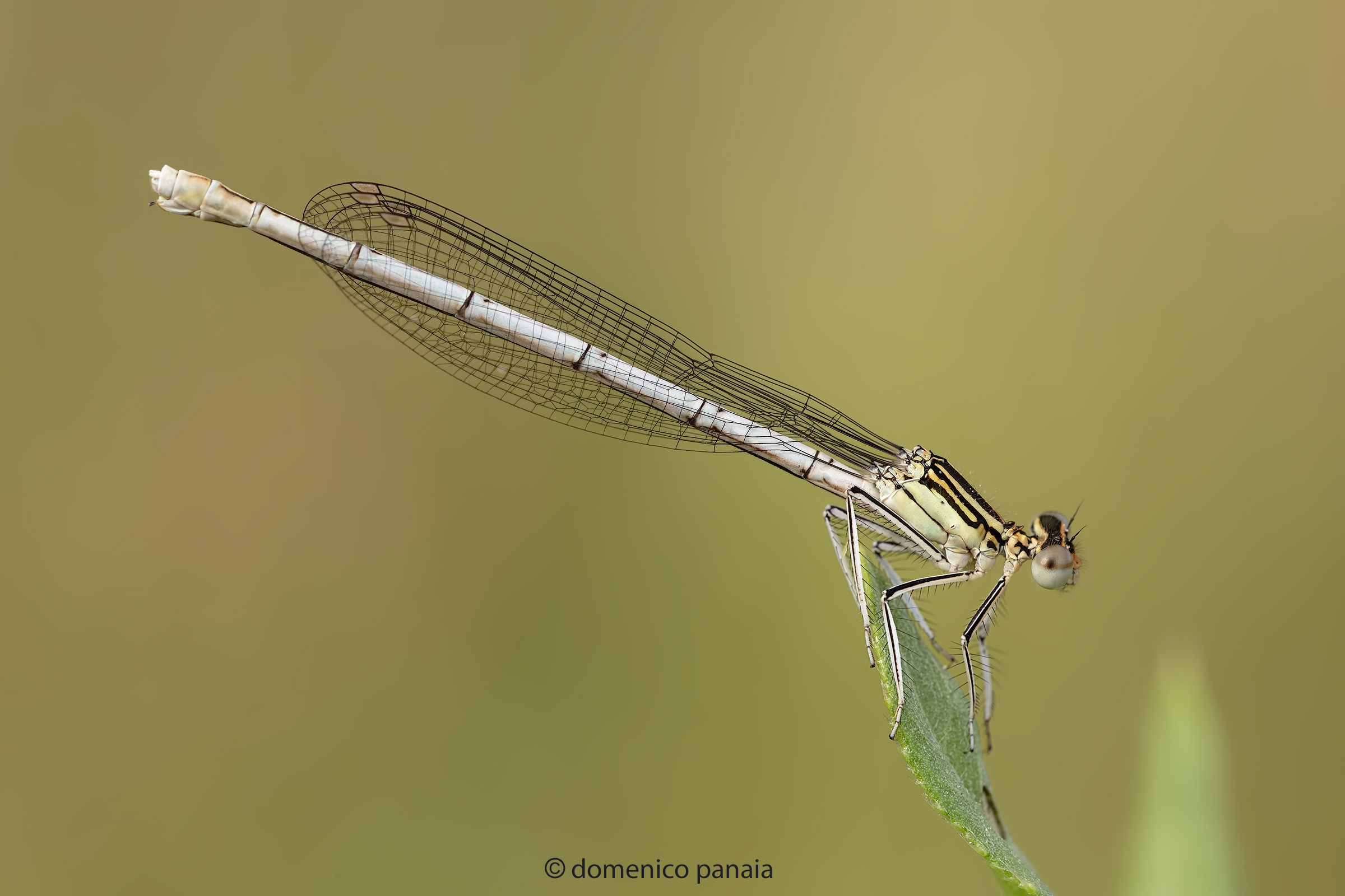 Platycnemis pennipes