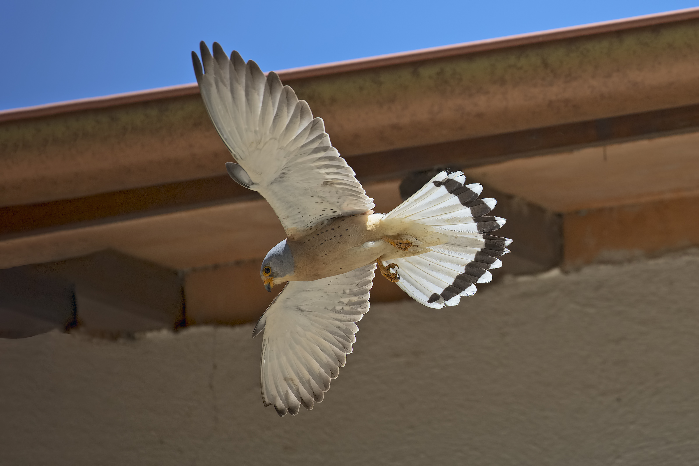 Lesser kestrel background farmhouse