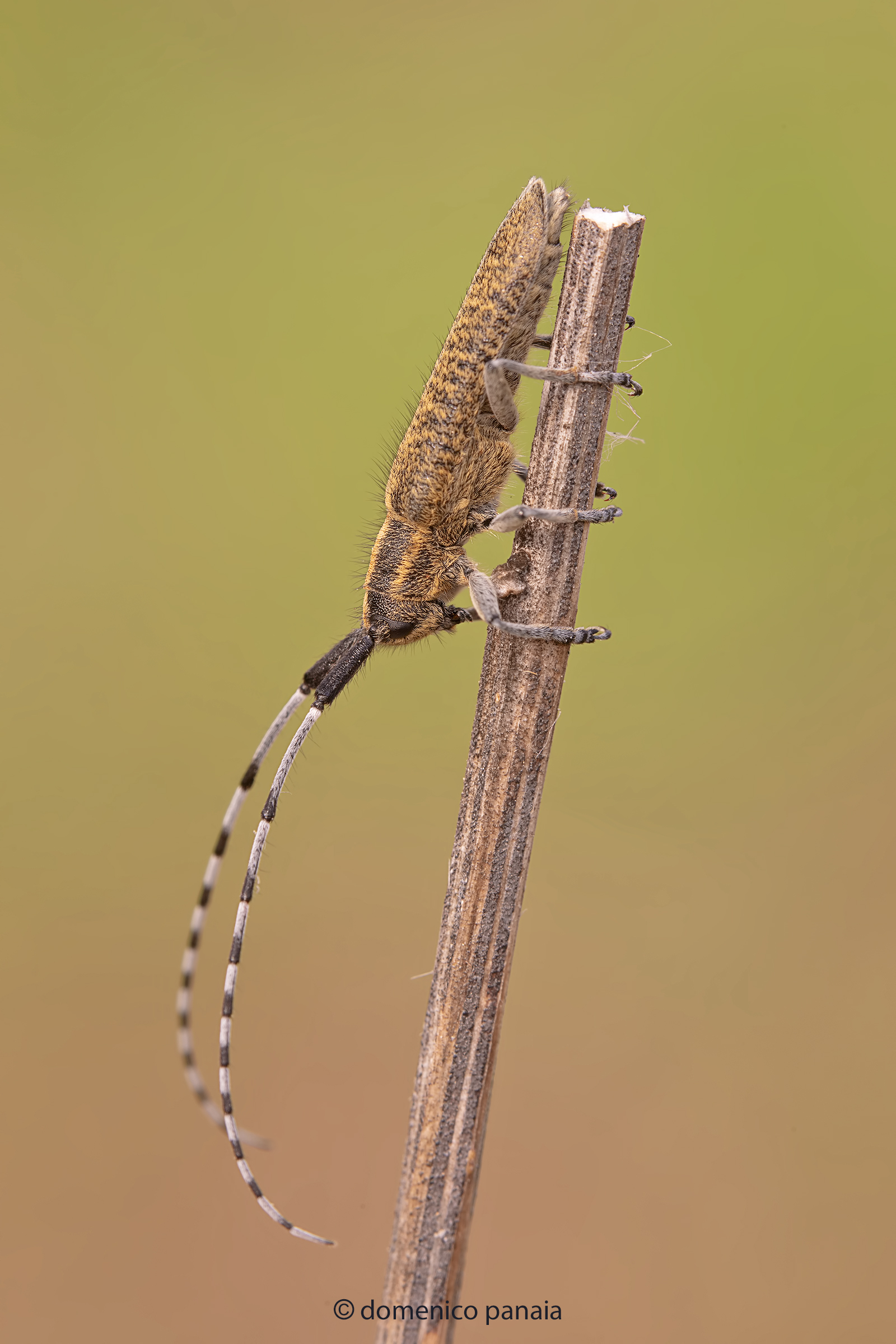 agapanthia villosoviridescens