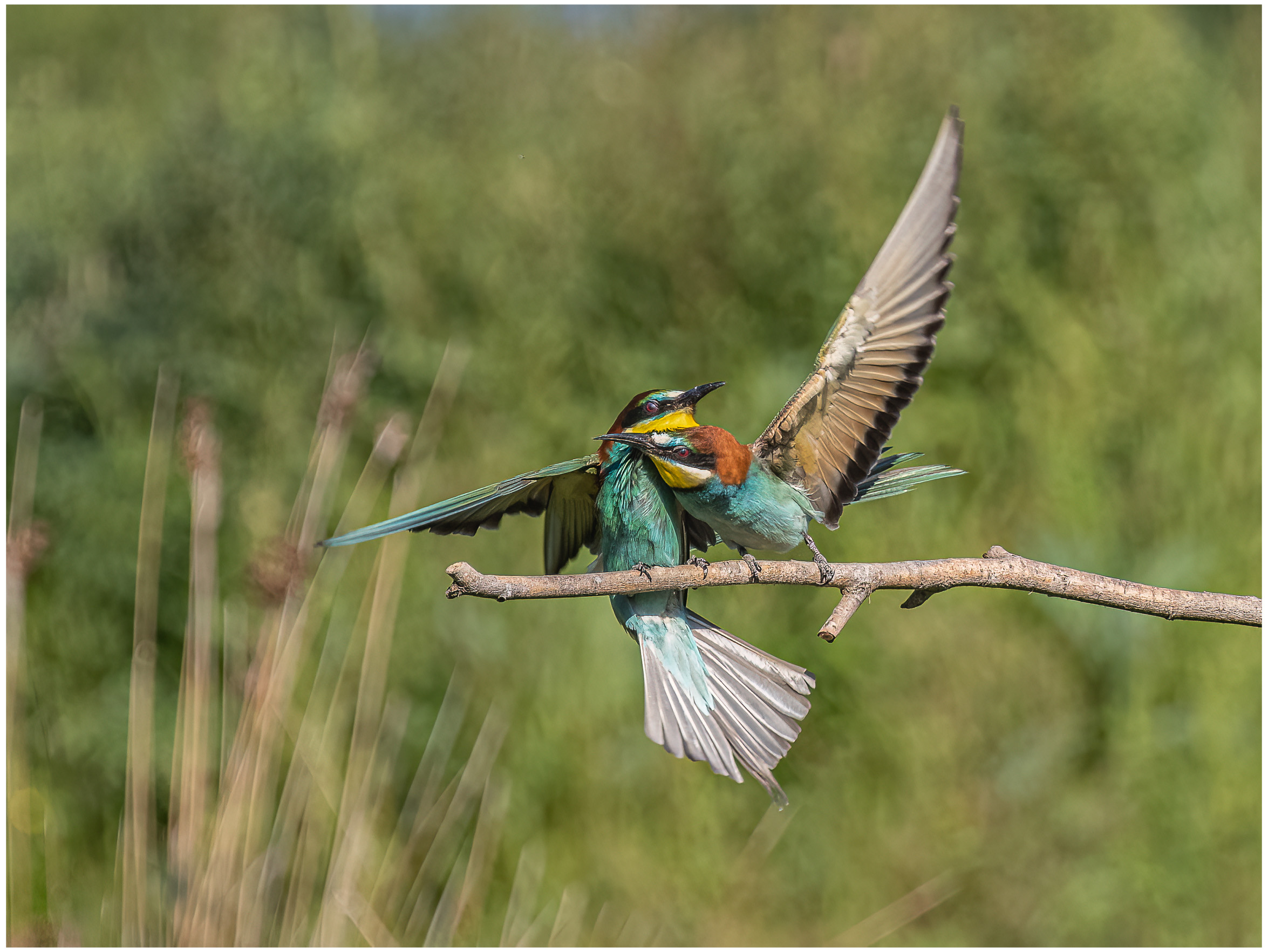 il ballo del gruccione