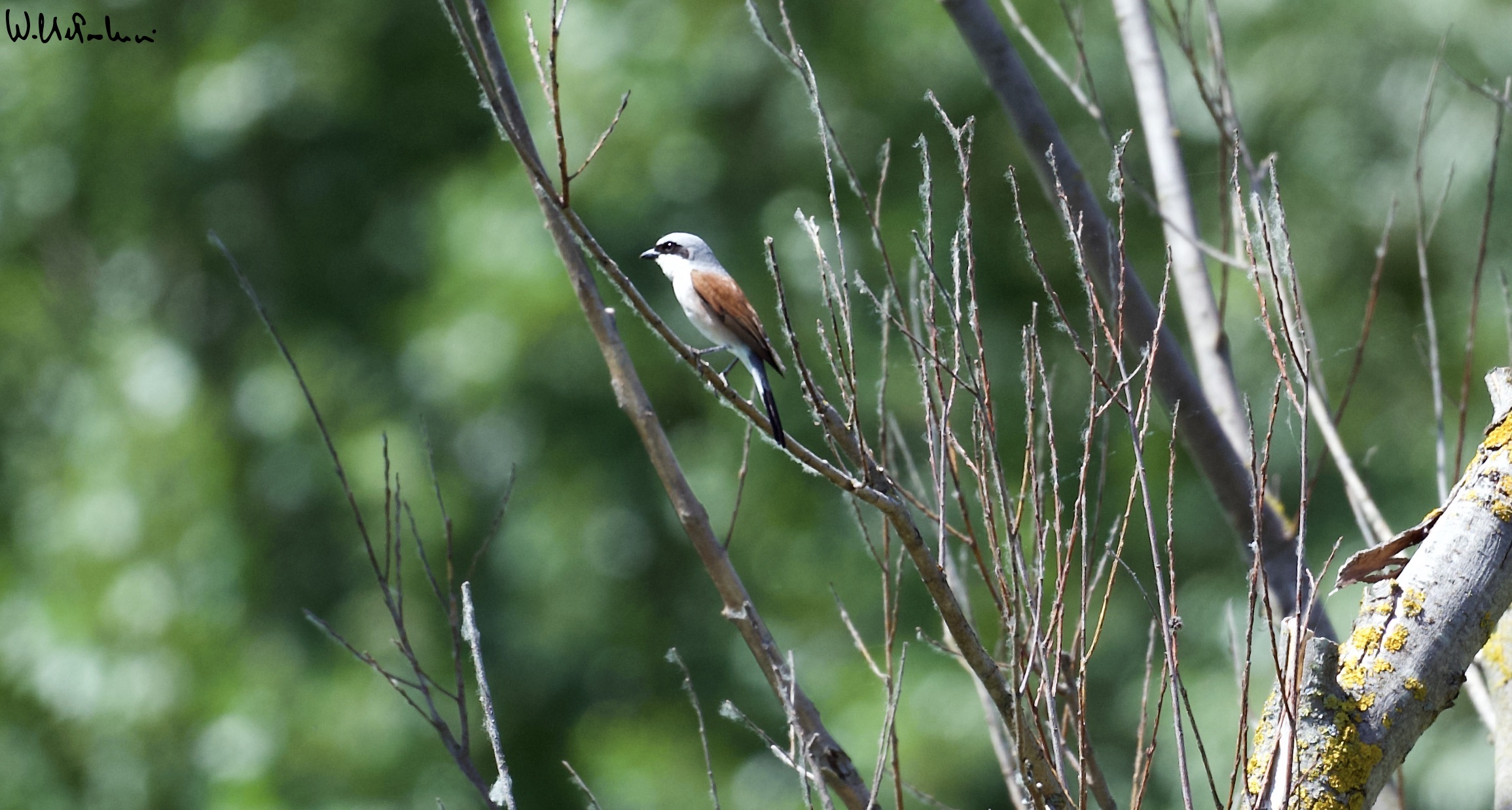 Small Shrike (male)