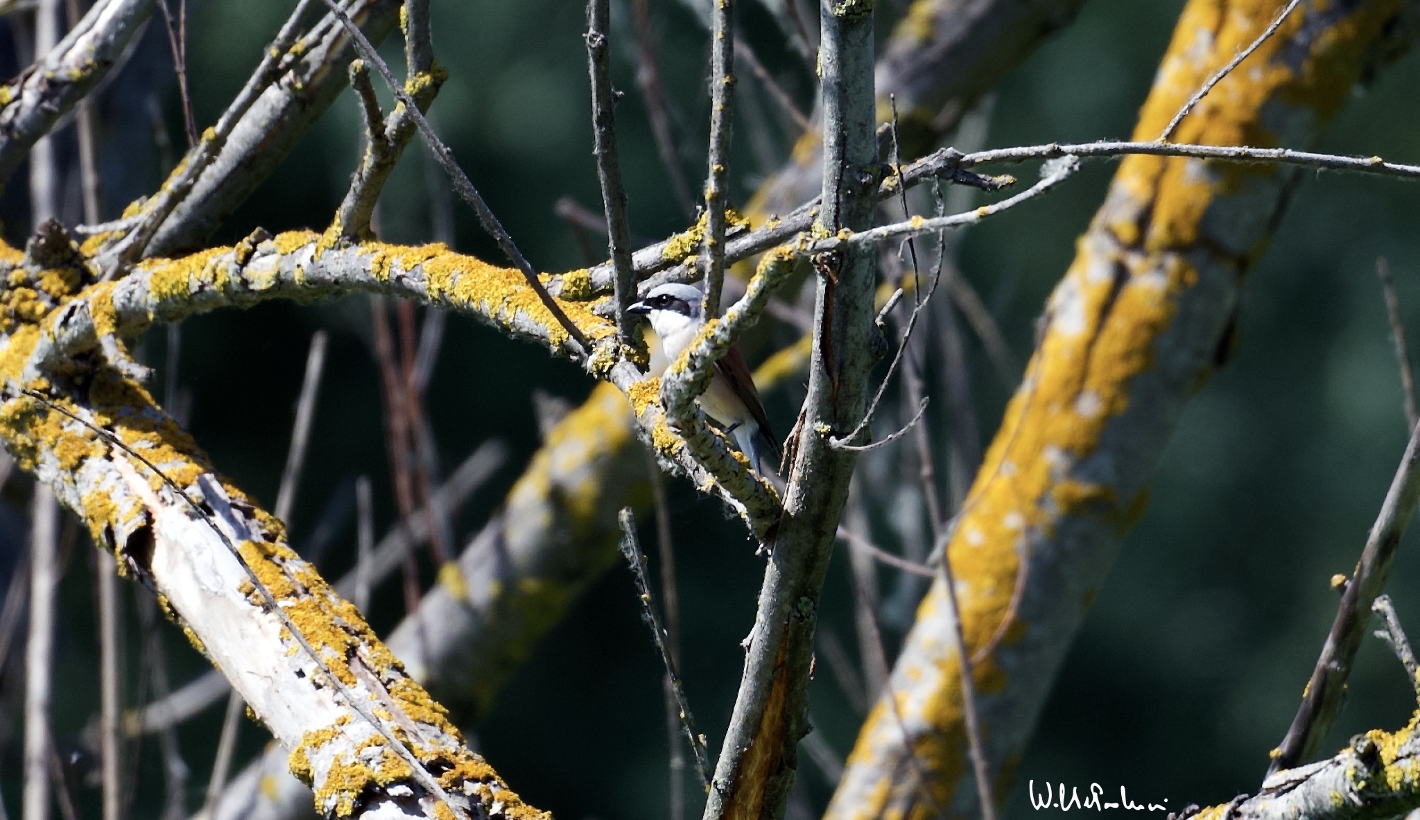 Little Shrike 1 (male)