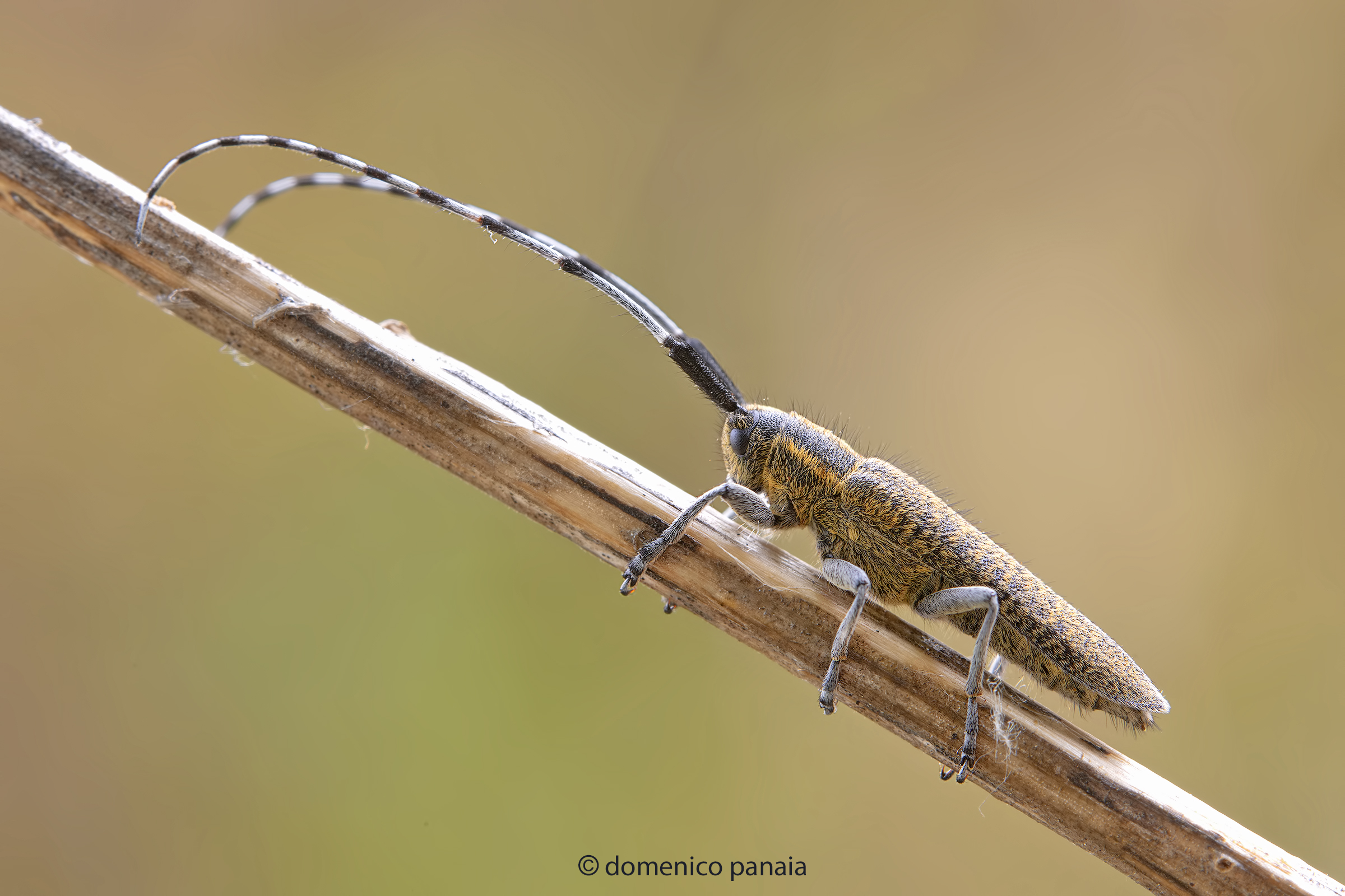 agapanthia villosoviridescens