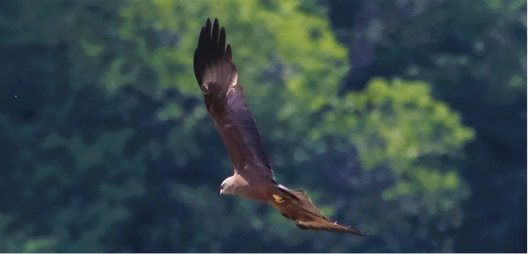 Nibbio bruno 29-04-2022