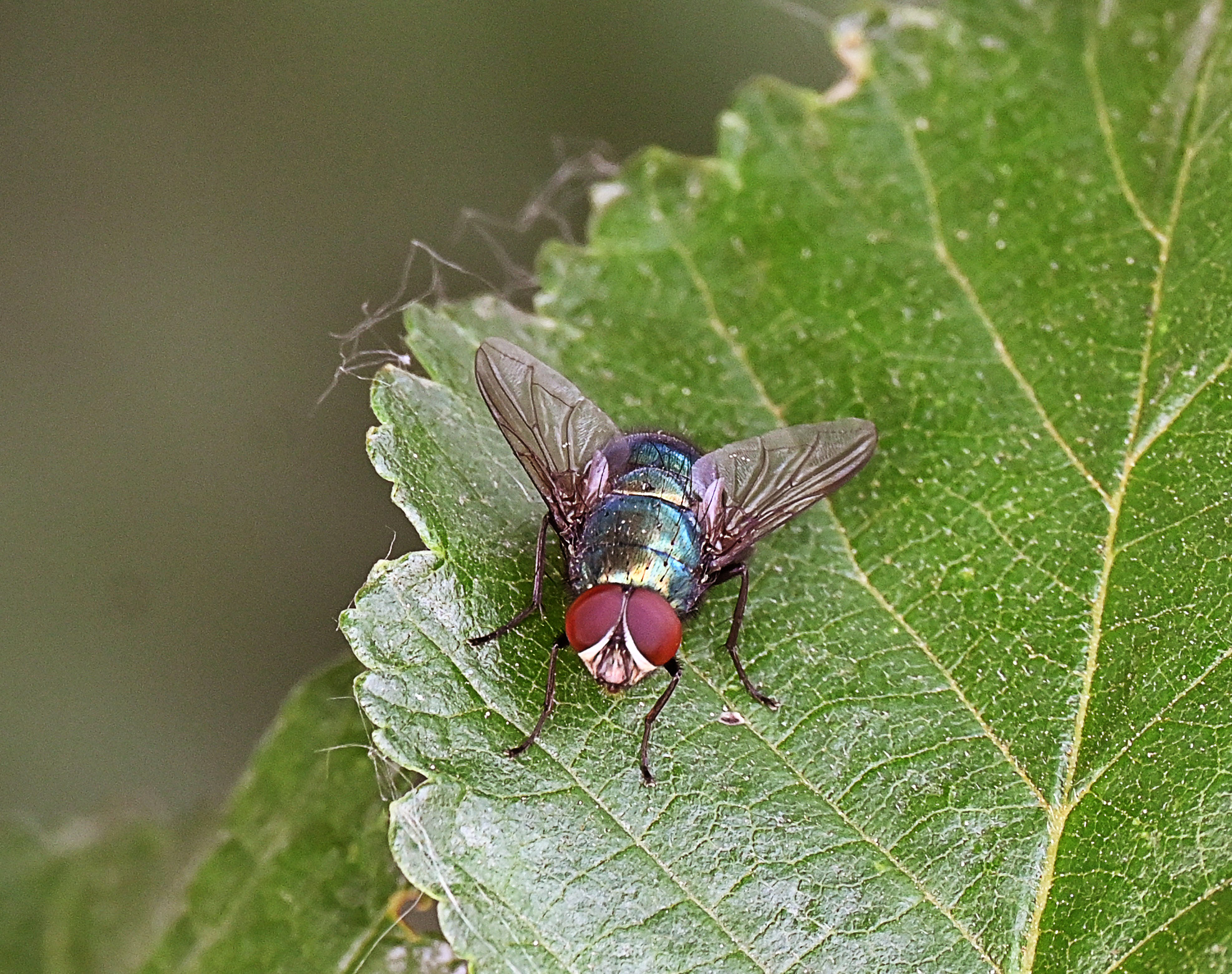 La bellezza della mosca