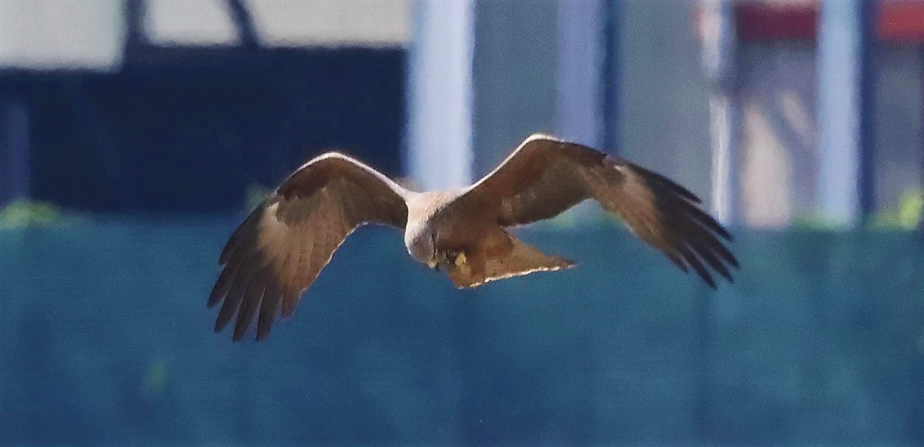 Nibbio bruno 29-04-2022