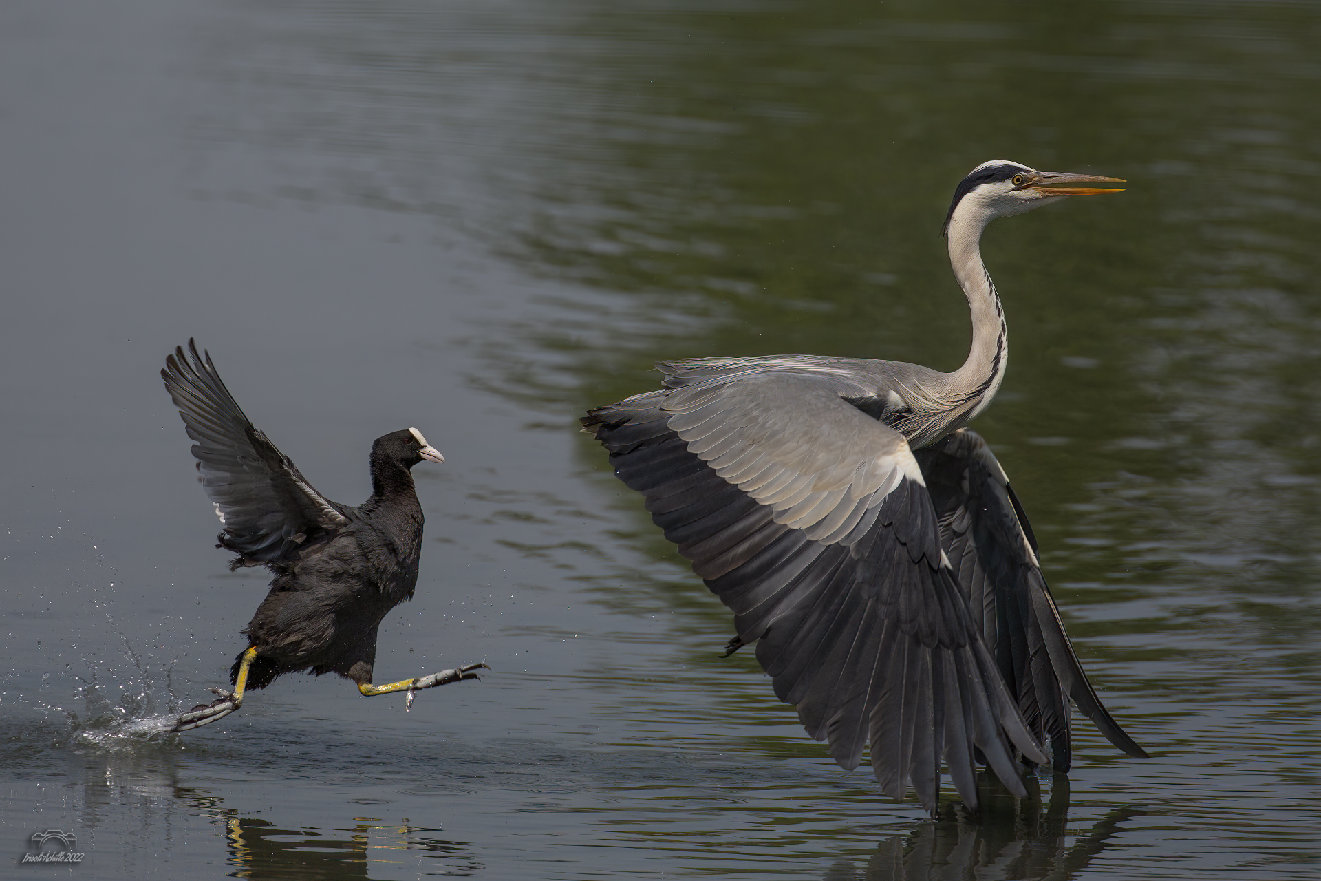 Grey heron too close to the Nest of the Coot