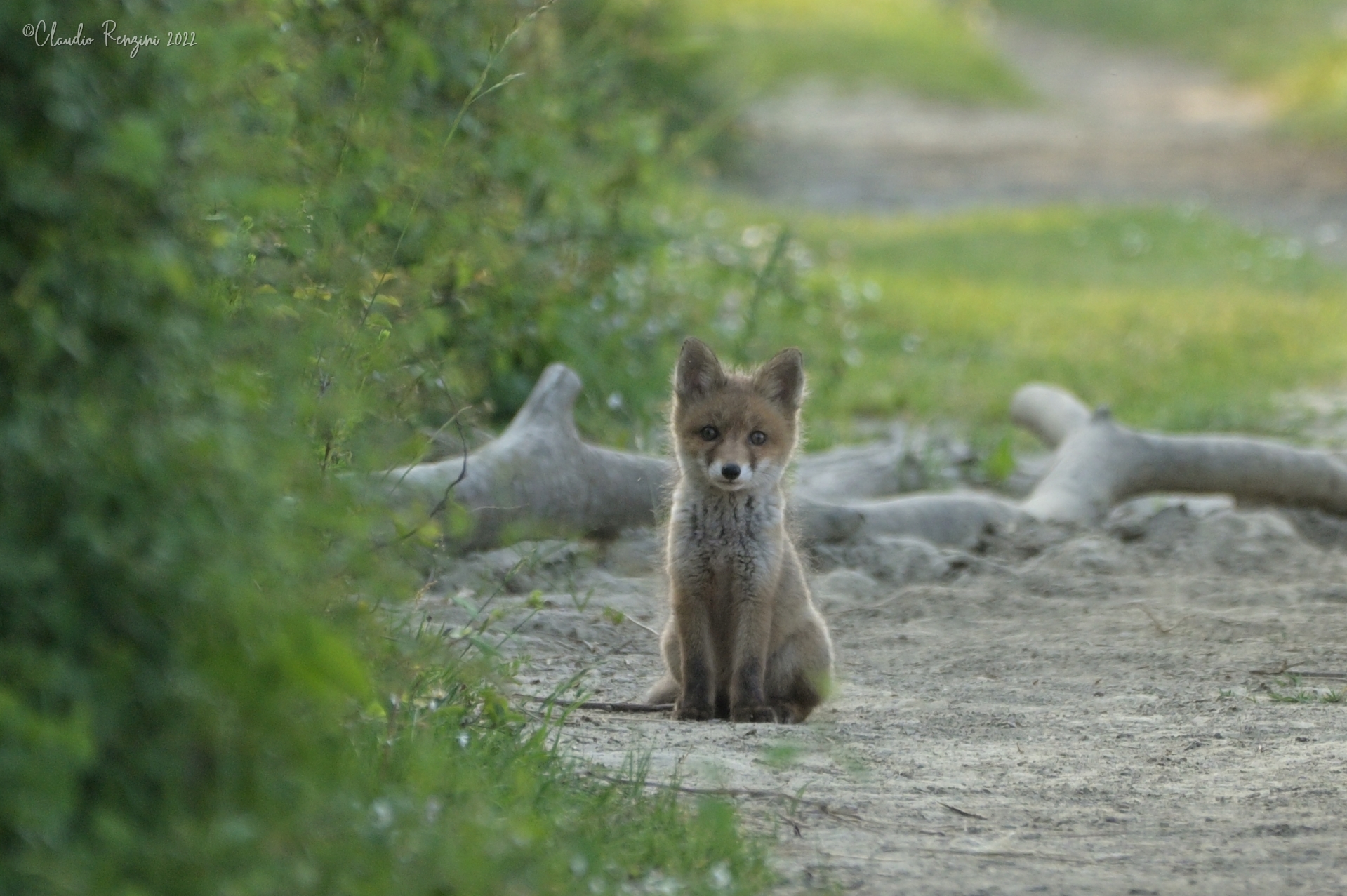 fox at sunset