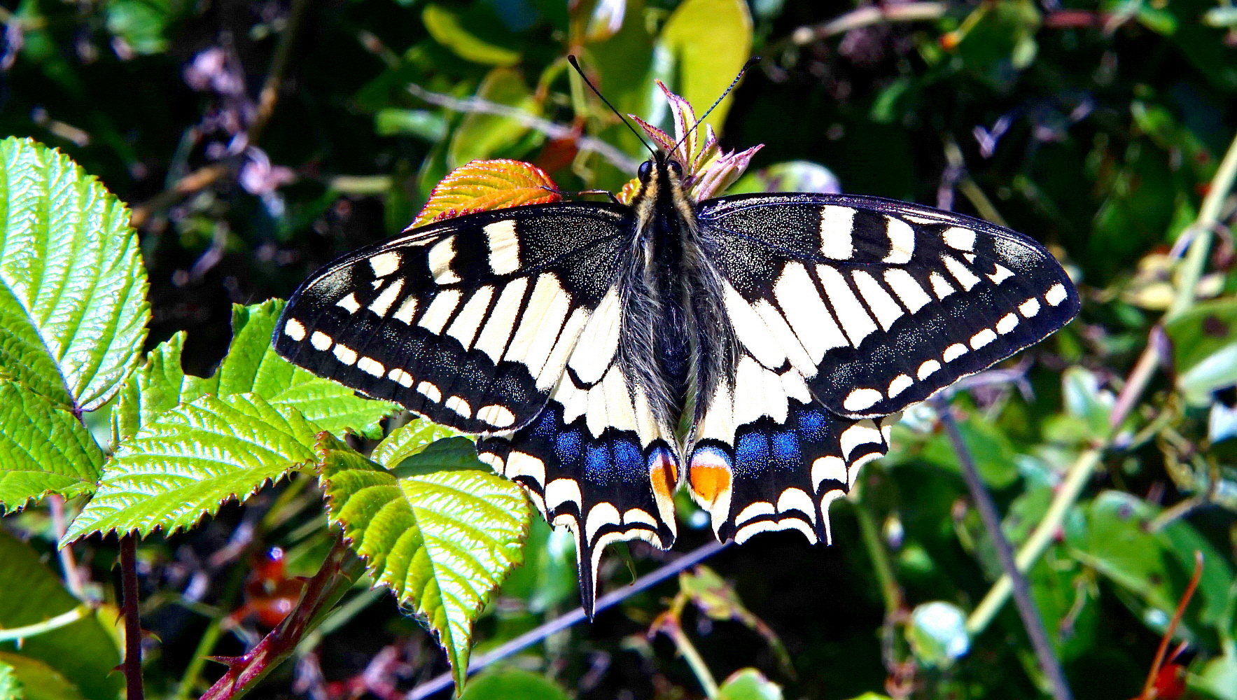 Il reduce mimetizzato!