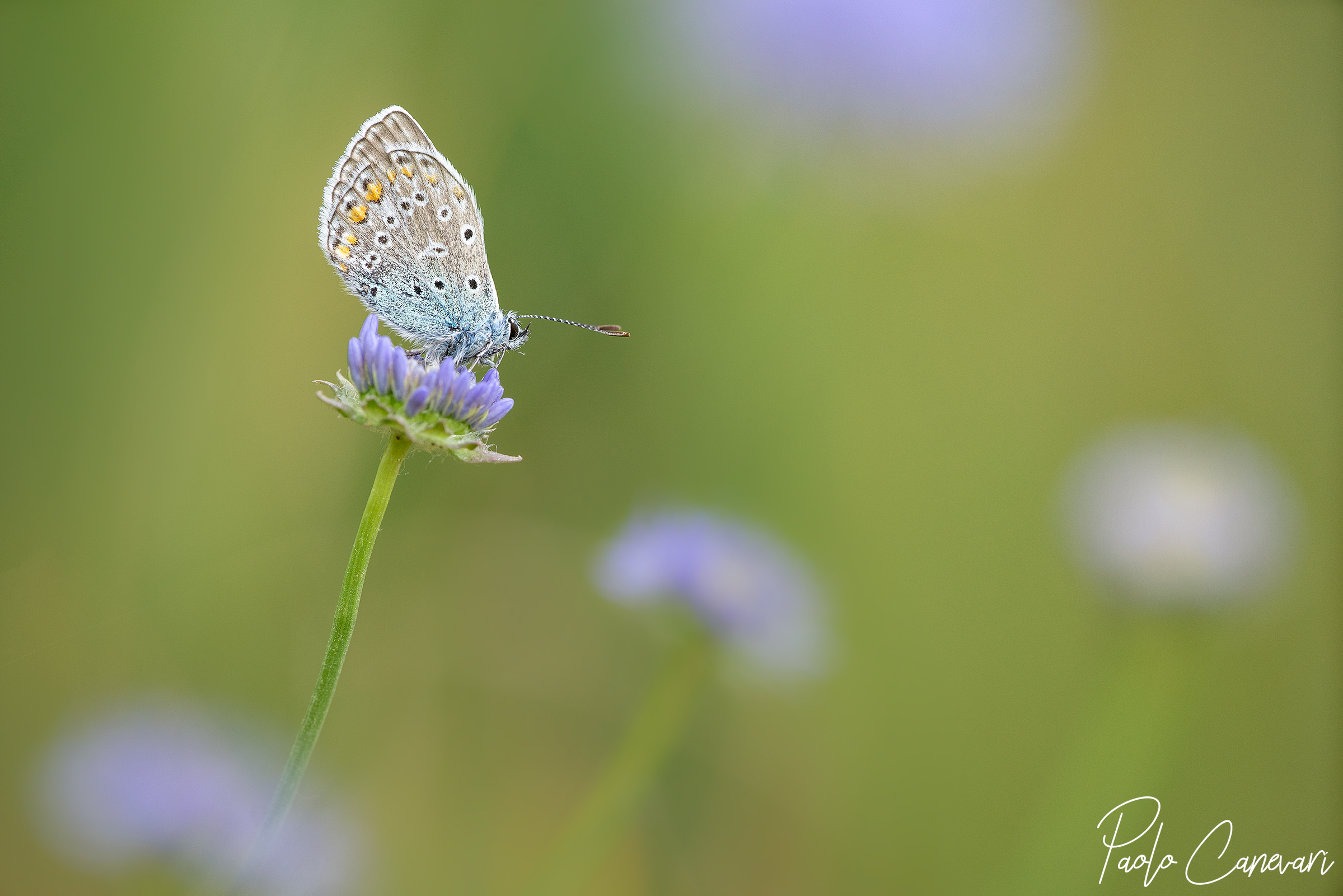 Licenide Aricia Agestis