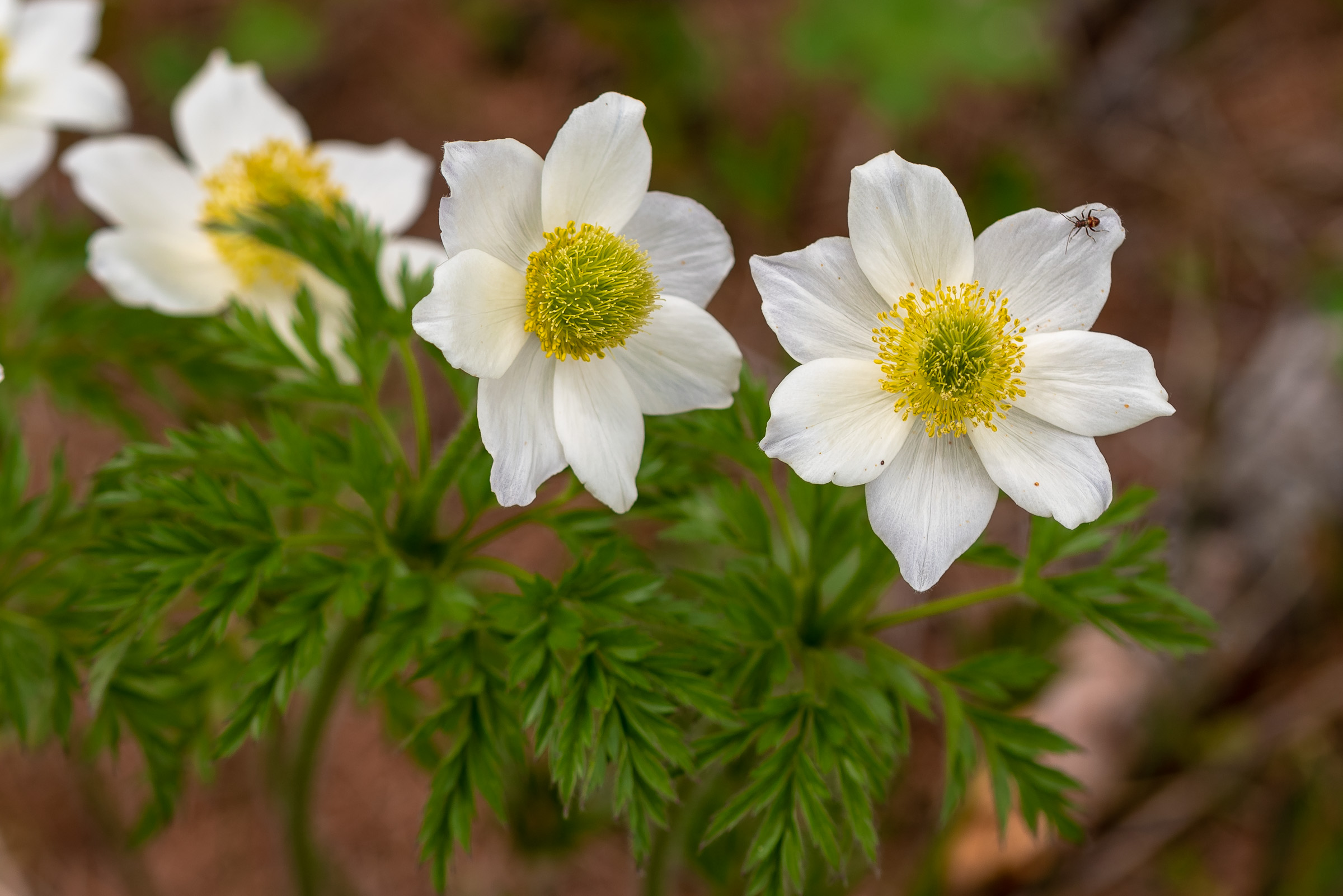 Anemone alpino