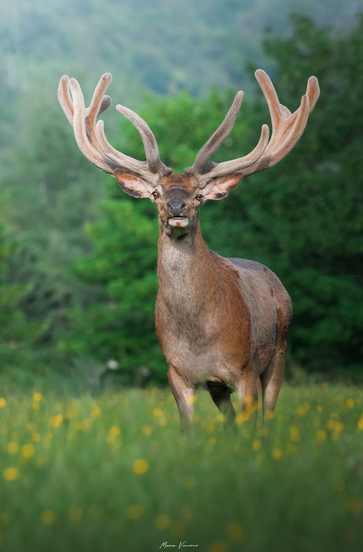 Il cervo dal palco vellutato