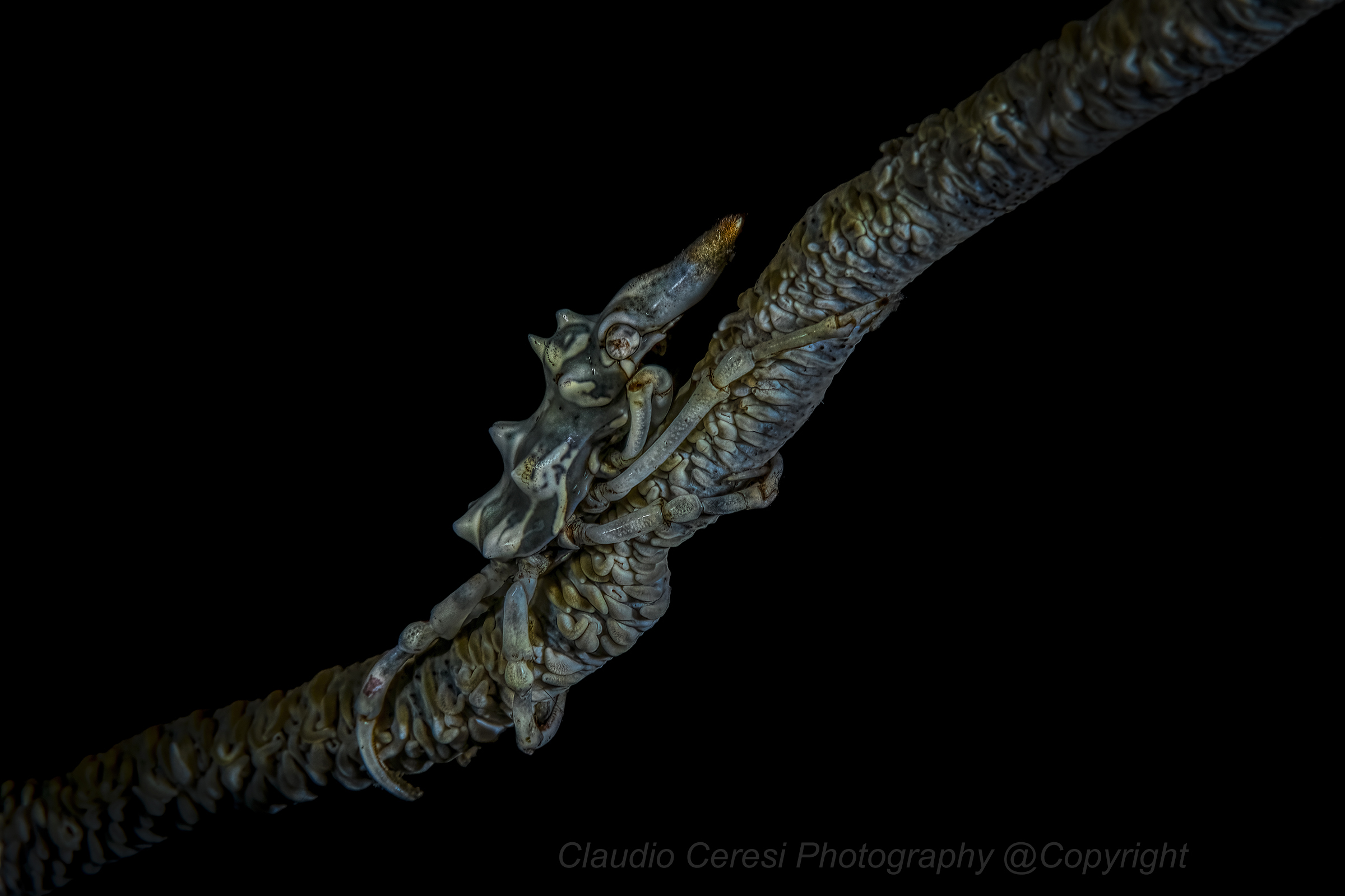 Xeno crab (Xenocarcinus tuberculatus) Bali Tulamben