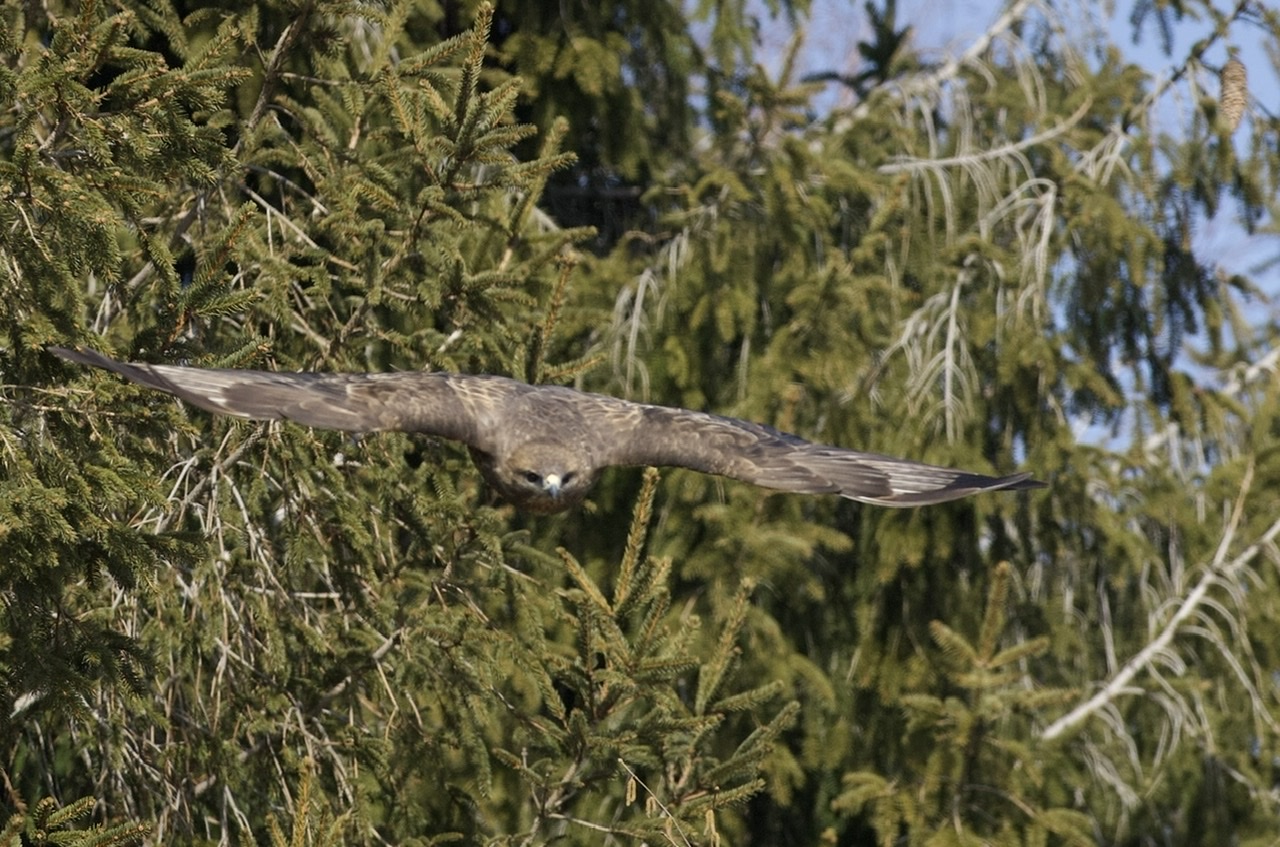 La planata della poiana