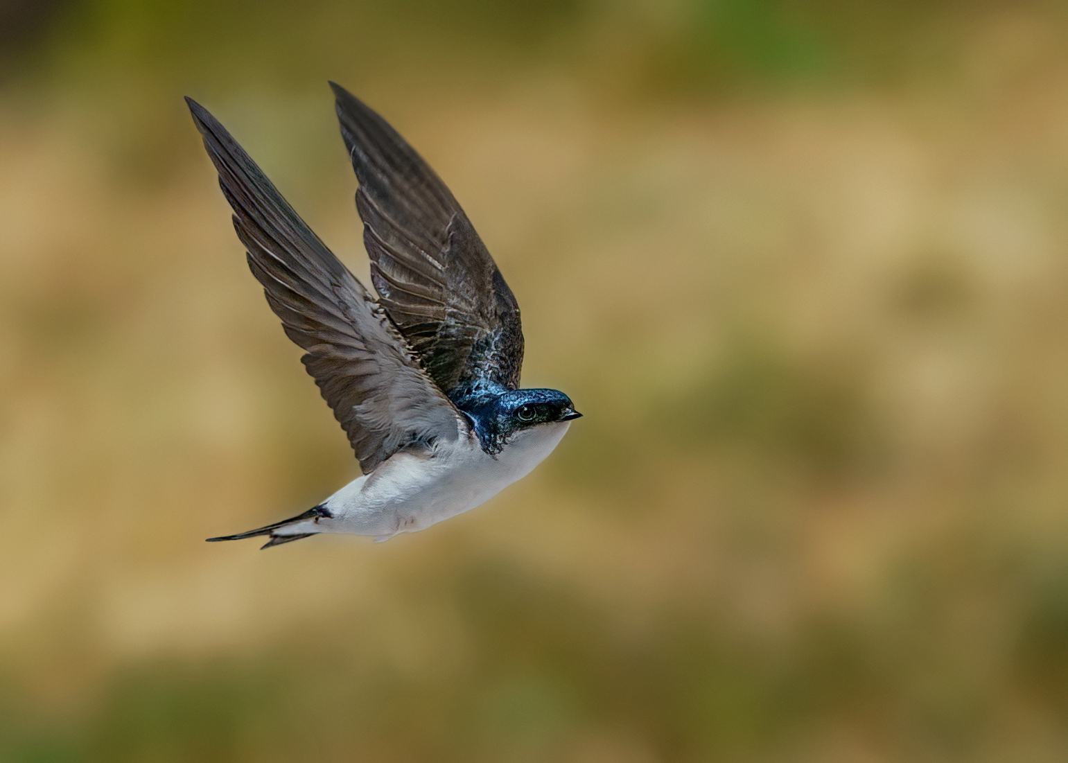 Balestruccio in volo