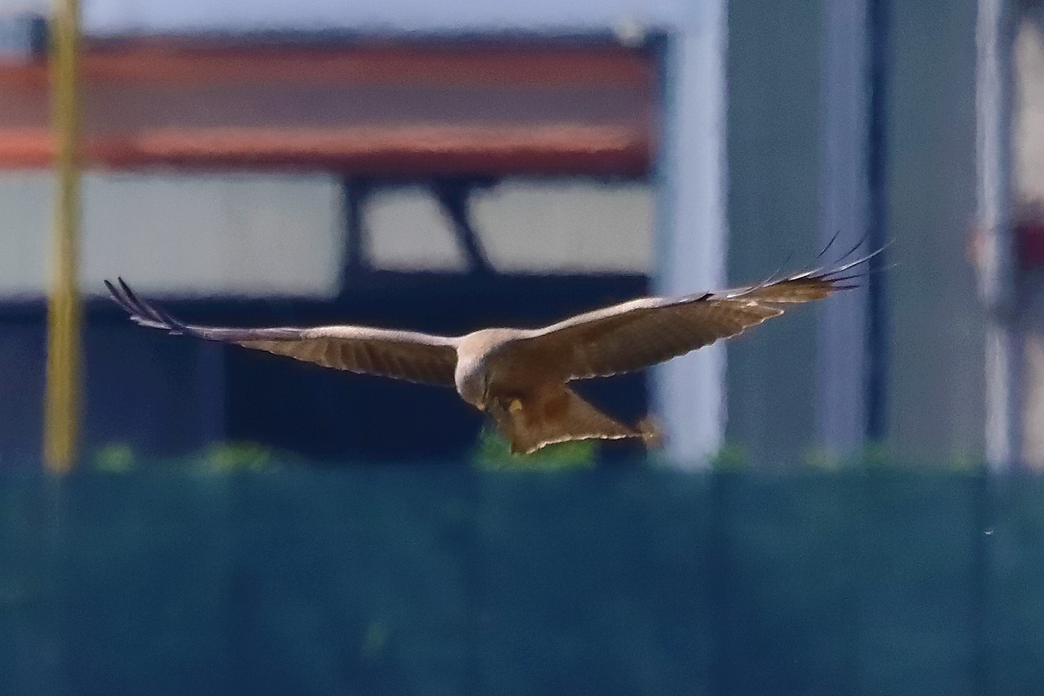 Nibbio bruno 29-04-2022