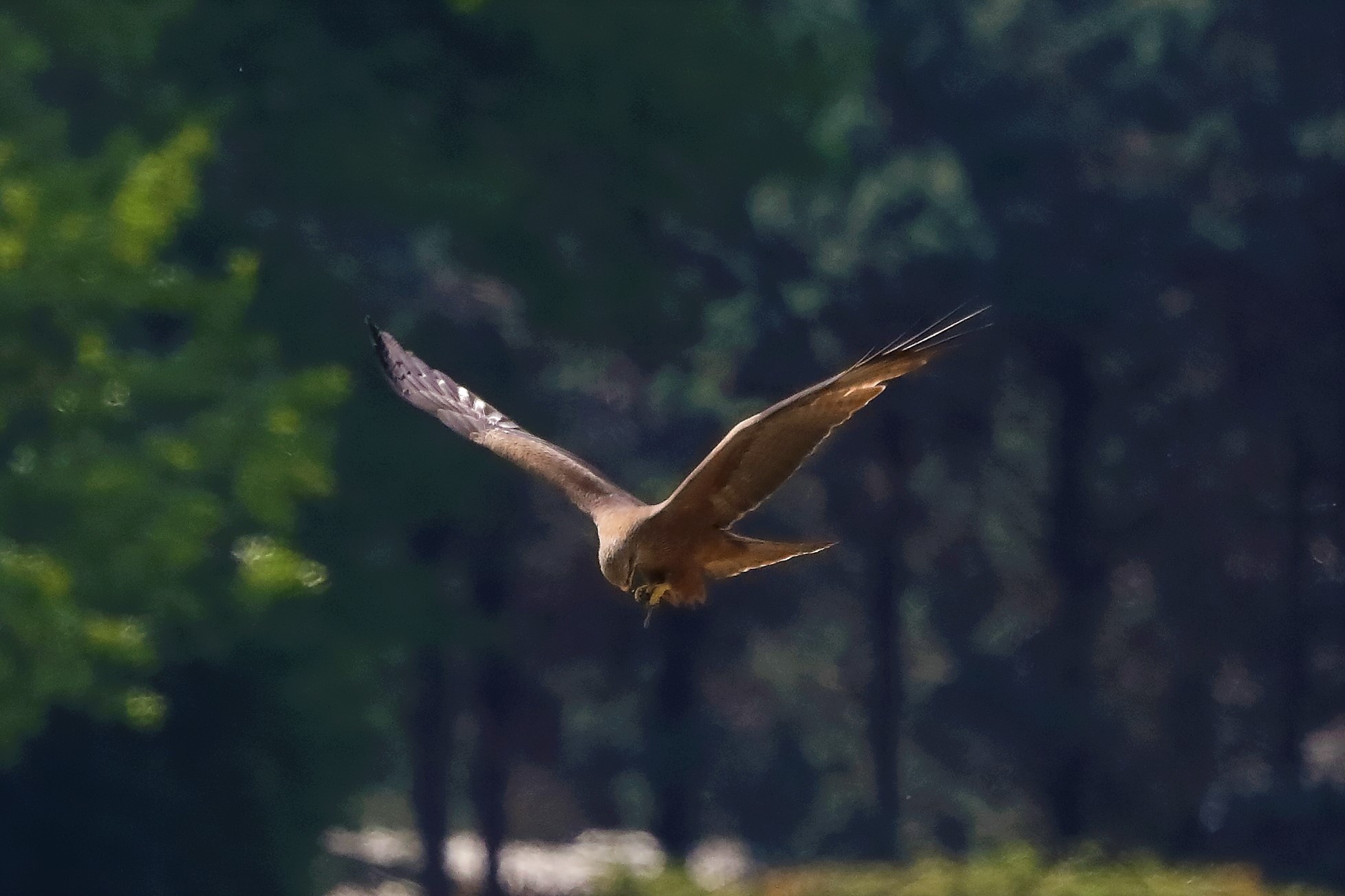 Nibbio bruno 29-04-2022