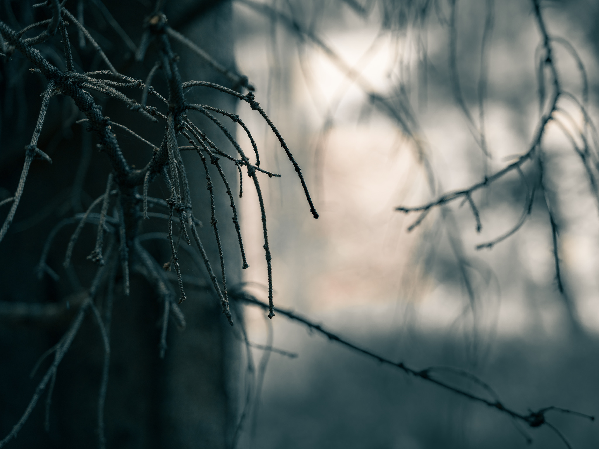 Il Bosco e l'oscurità