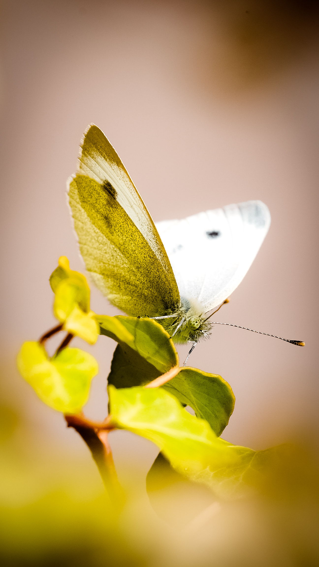 Butterfly on the terrace