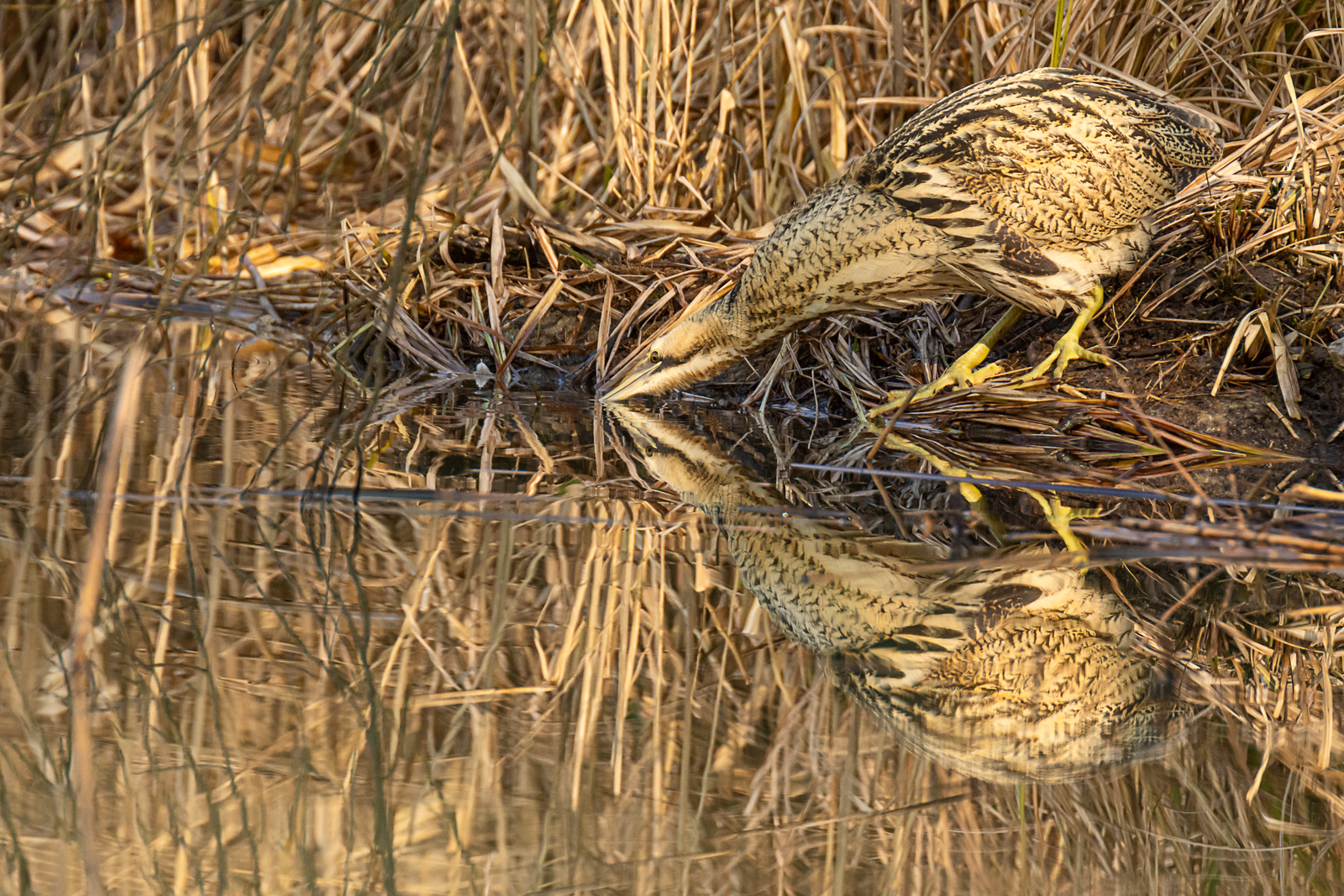 Bittern