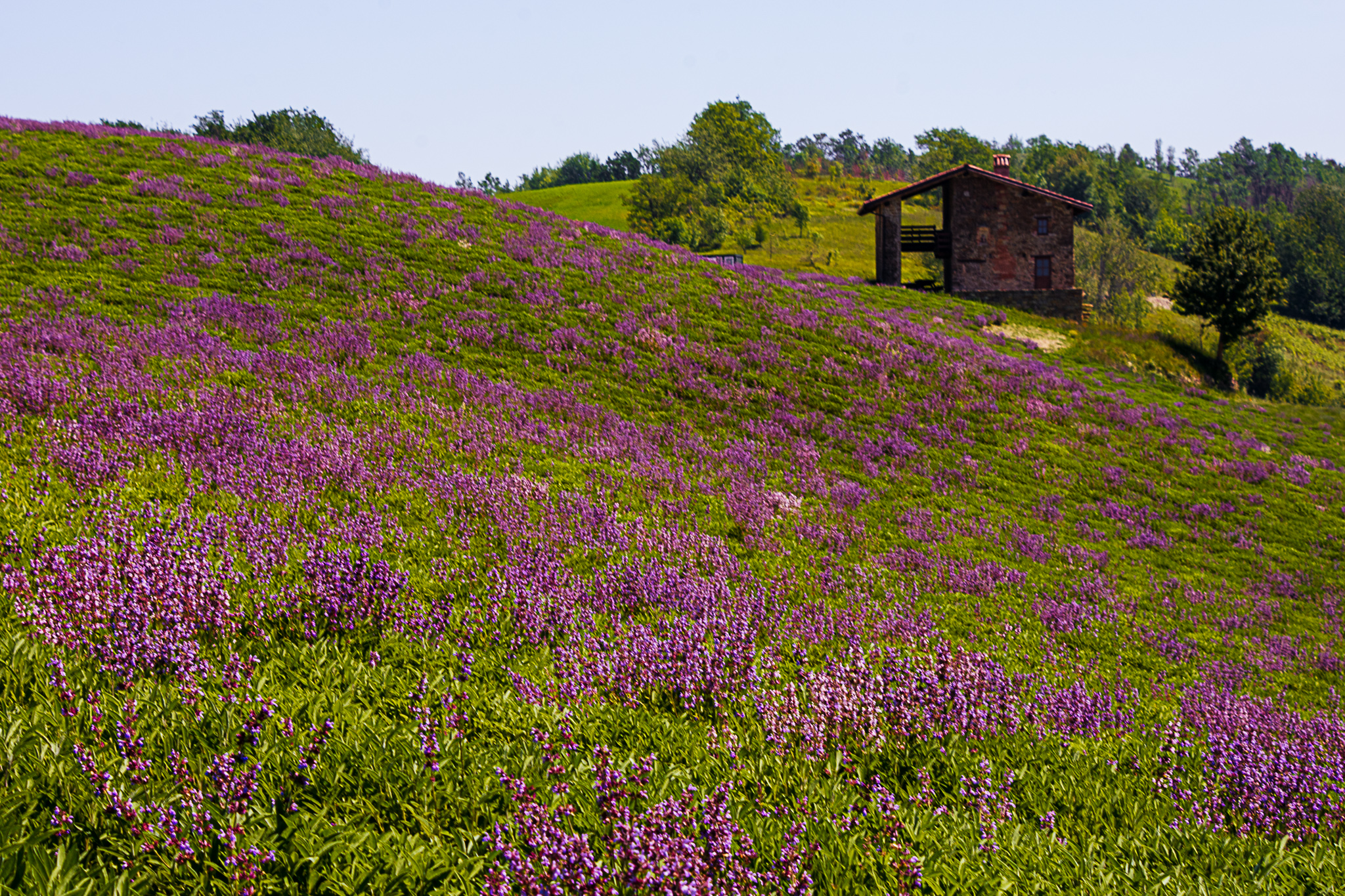 In search of Lavender . found the Sage (Sale s.Gio)