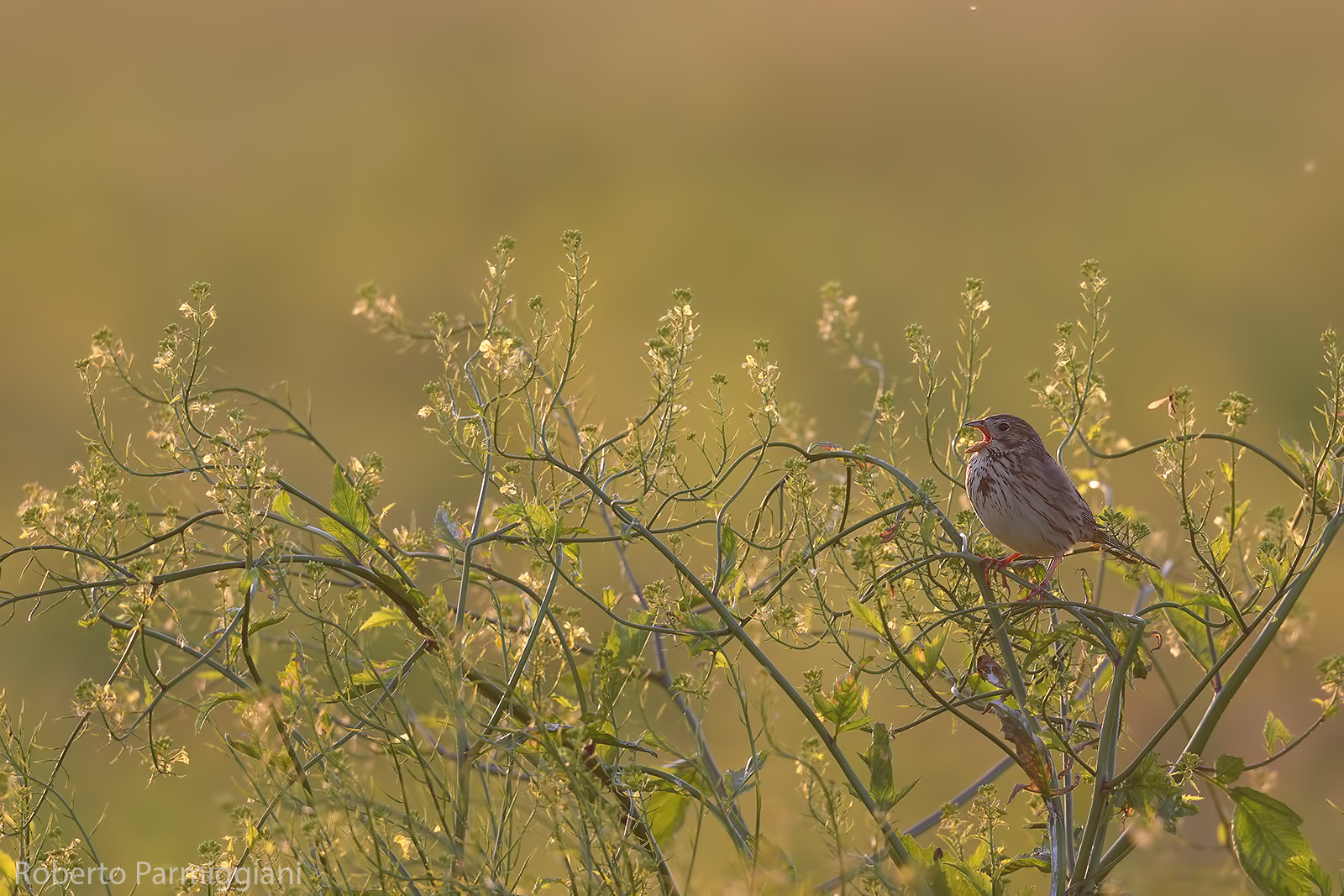 Composizione con strillozzo