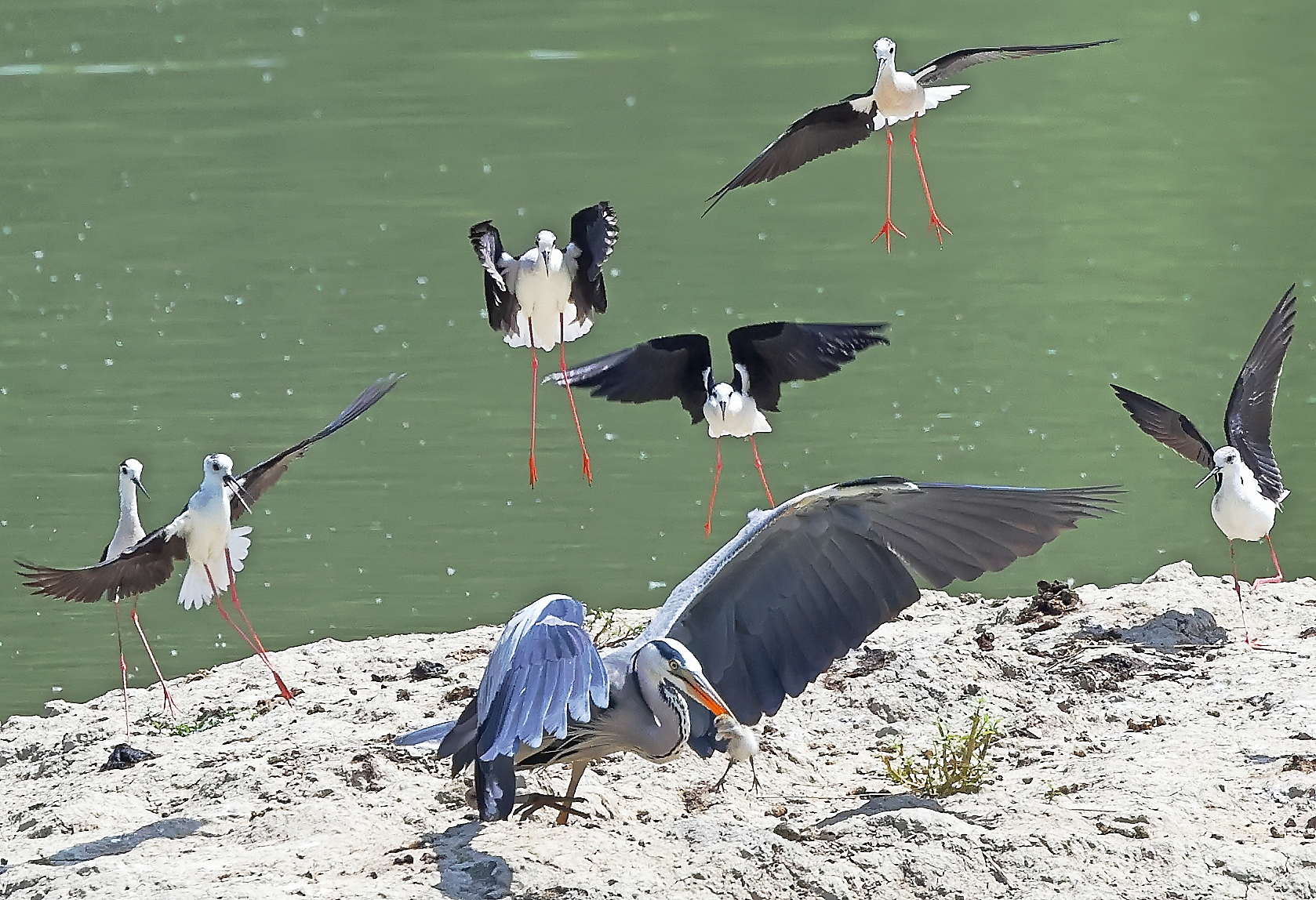 Grey heron. (with prey).