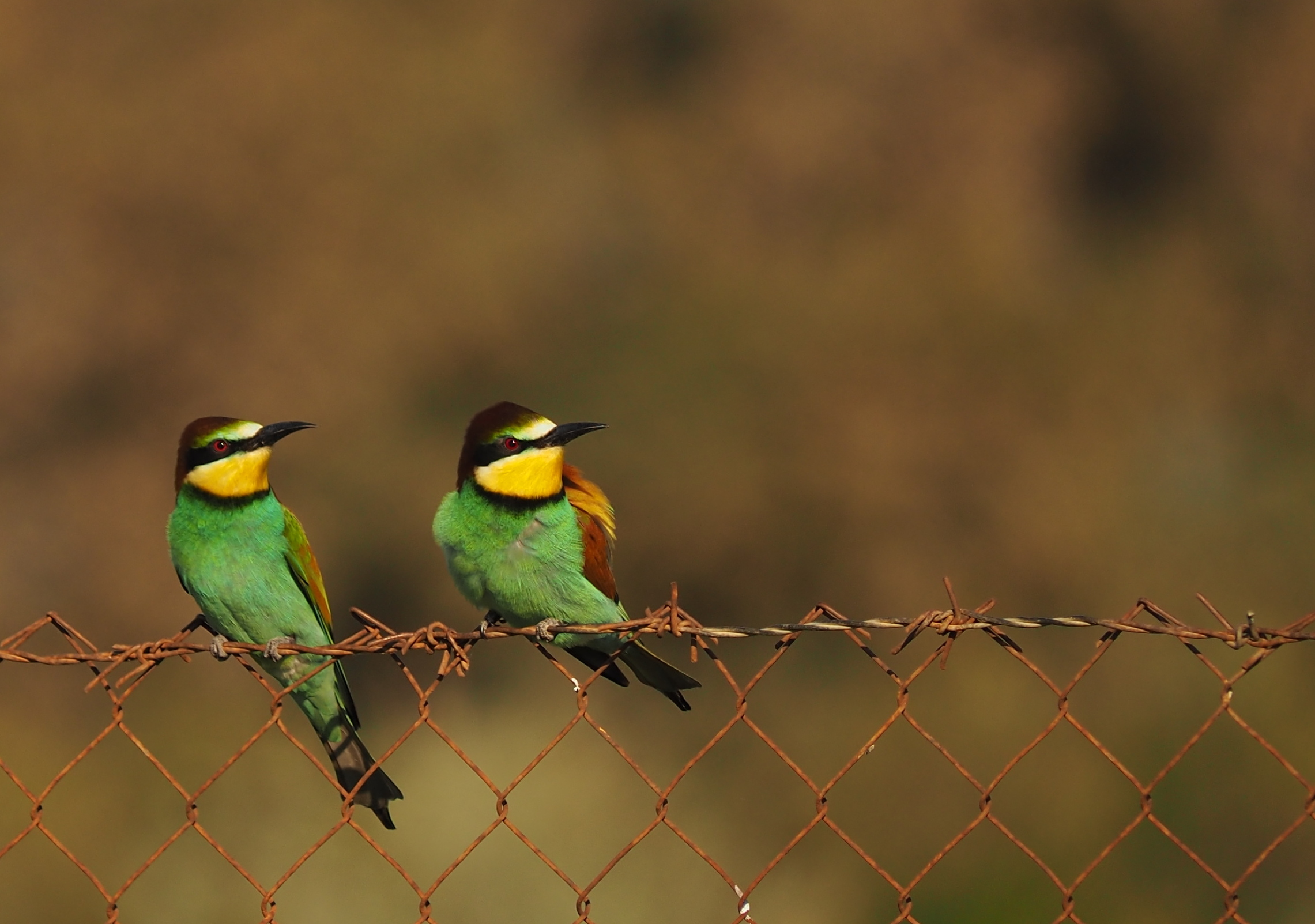 Bee-eaters..