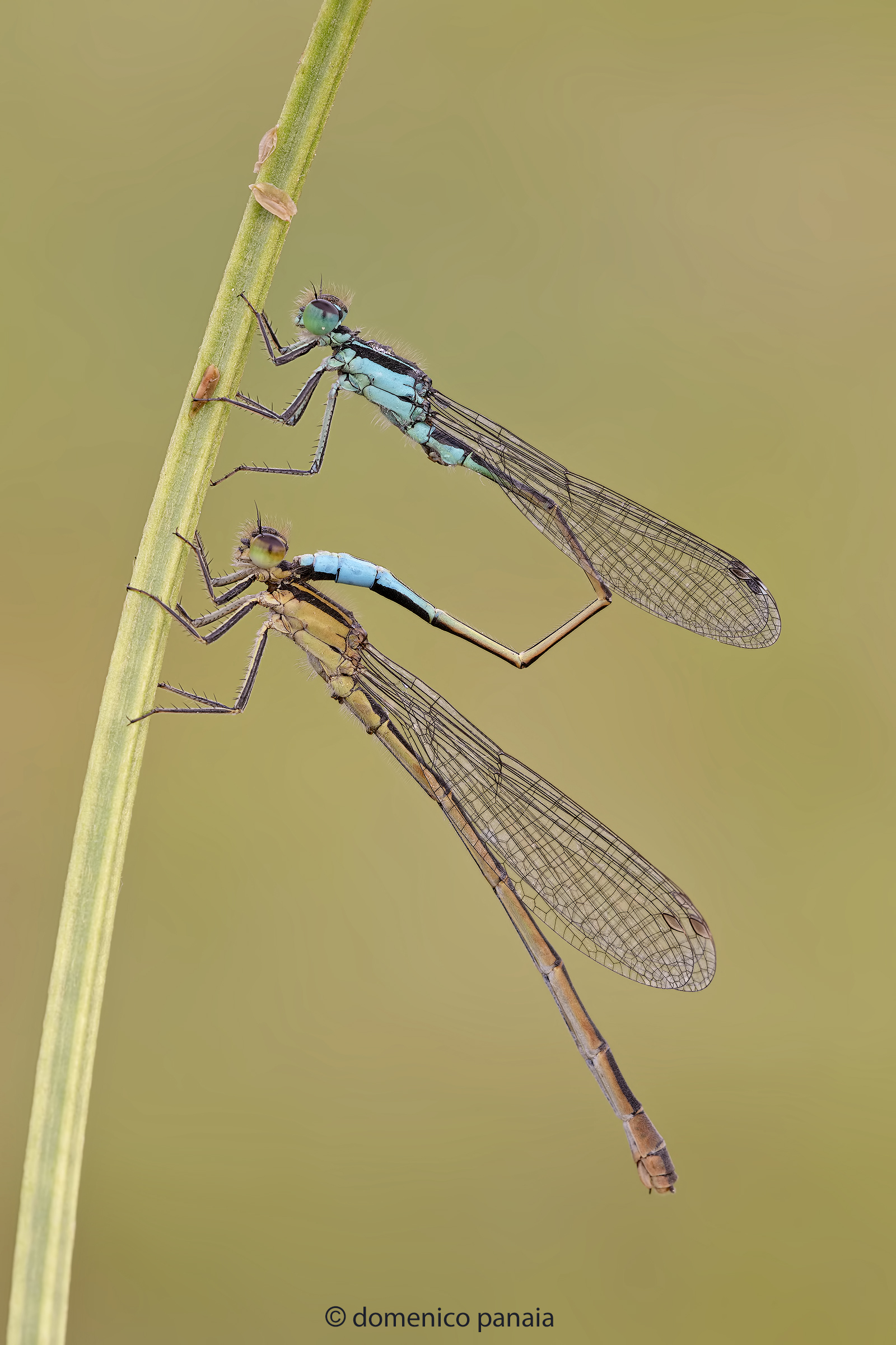 ischnura elegans