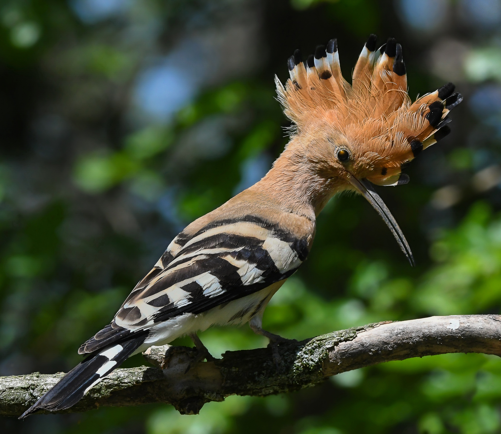 In versione punk rock