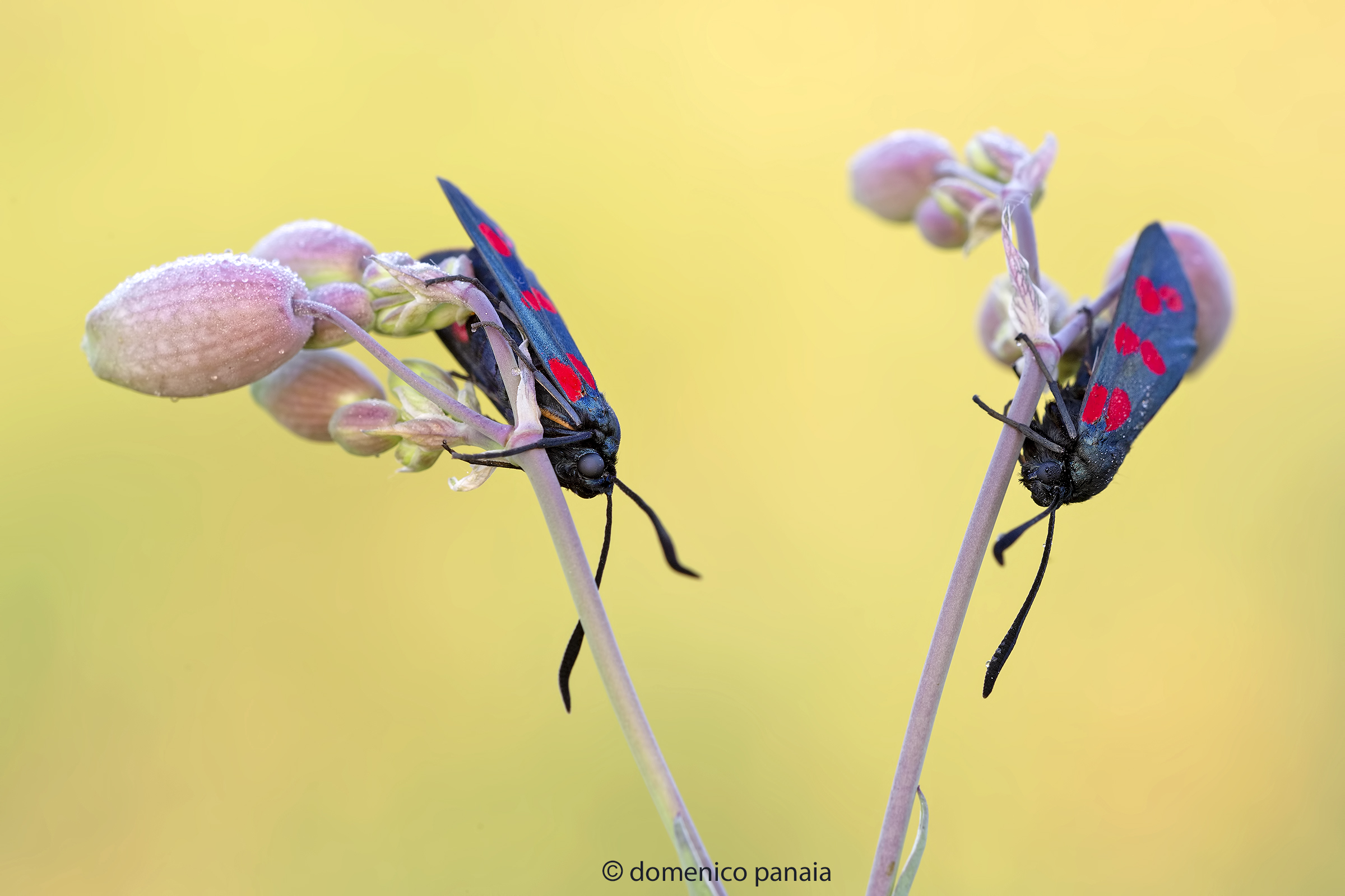 zygaena filipendulae