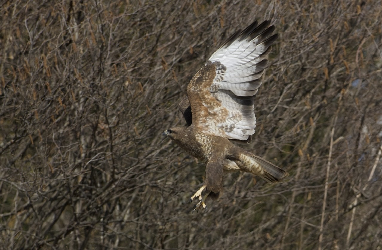 Buzzard taking off