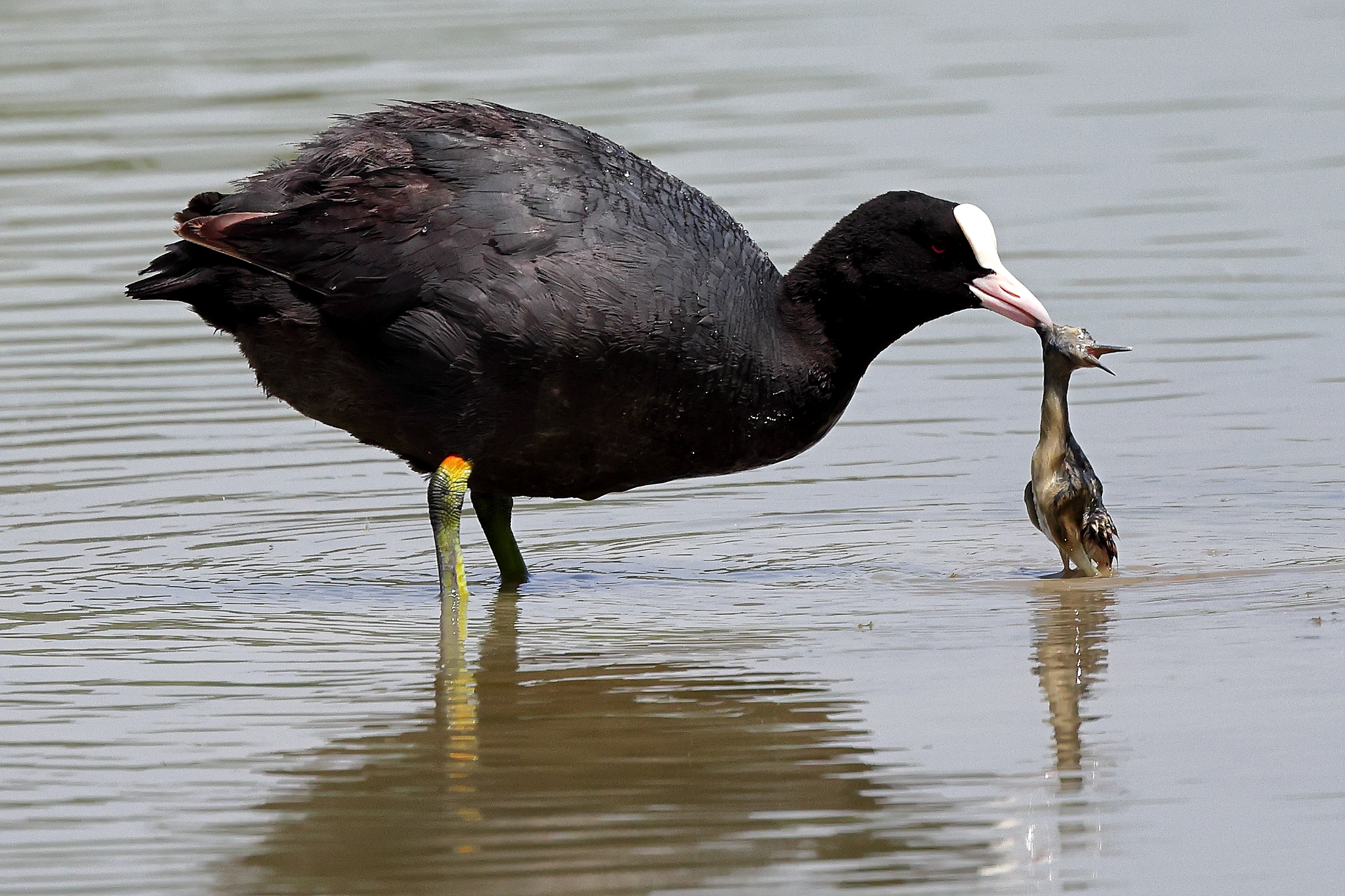 Coot with prey; (small knight).