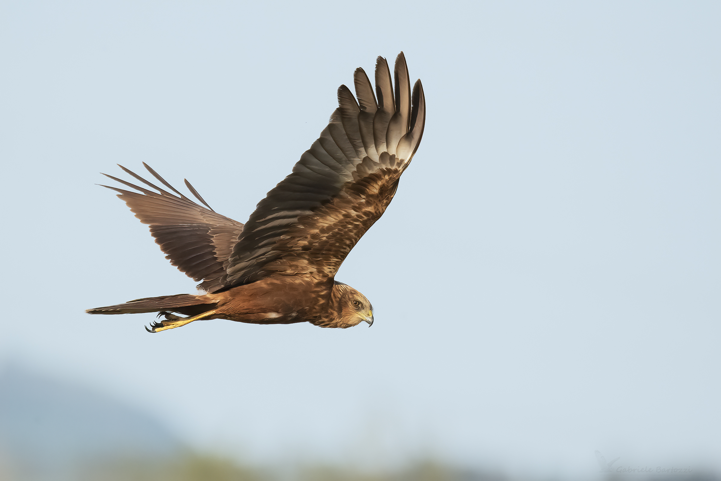 Marsh falcon