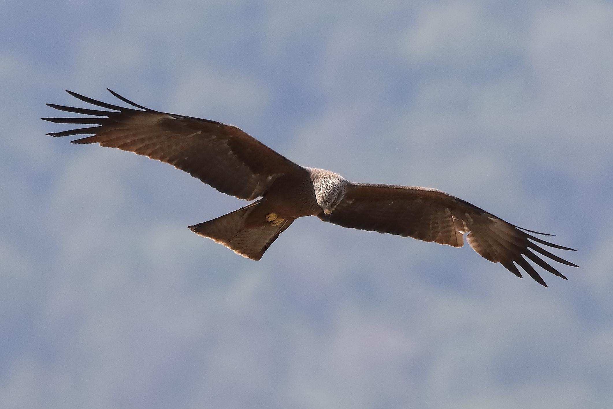 Nibbio bruno 29-04-2022