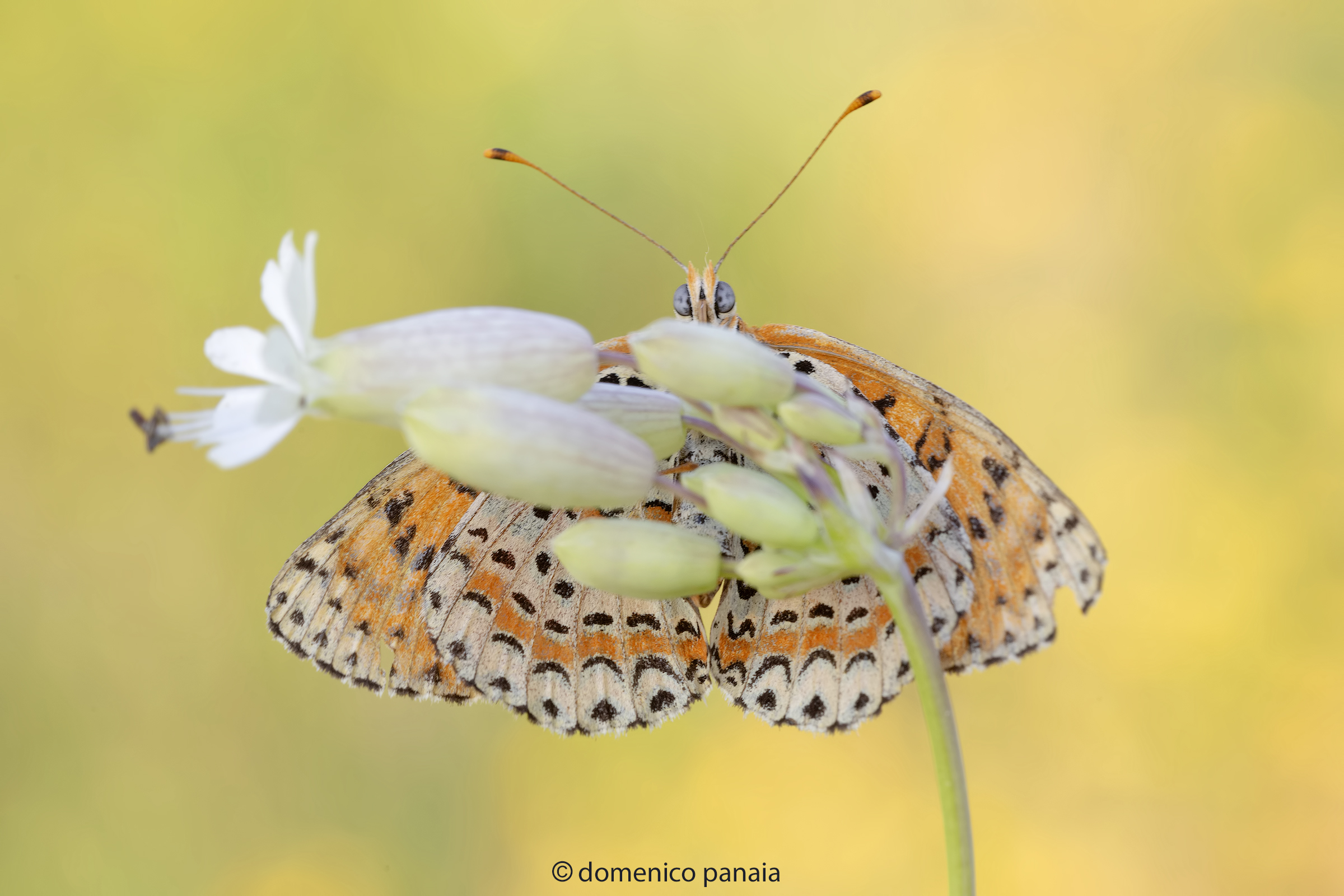 melitaea didyma