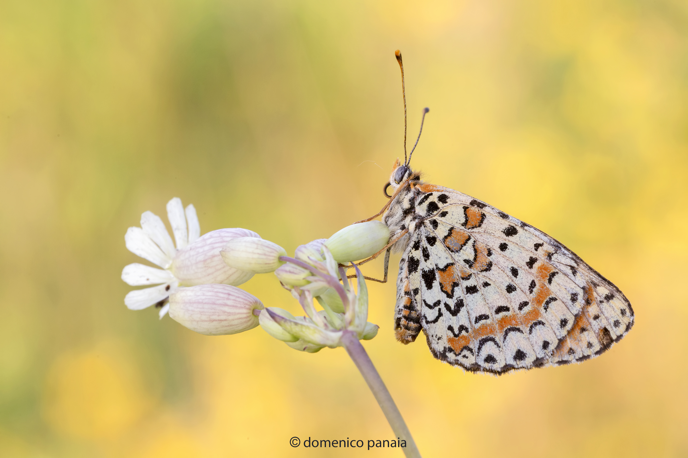 melitaea didyma