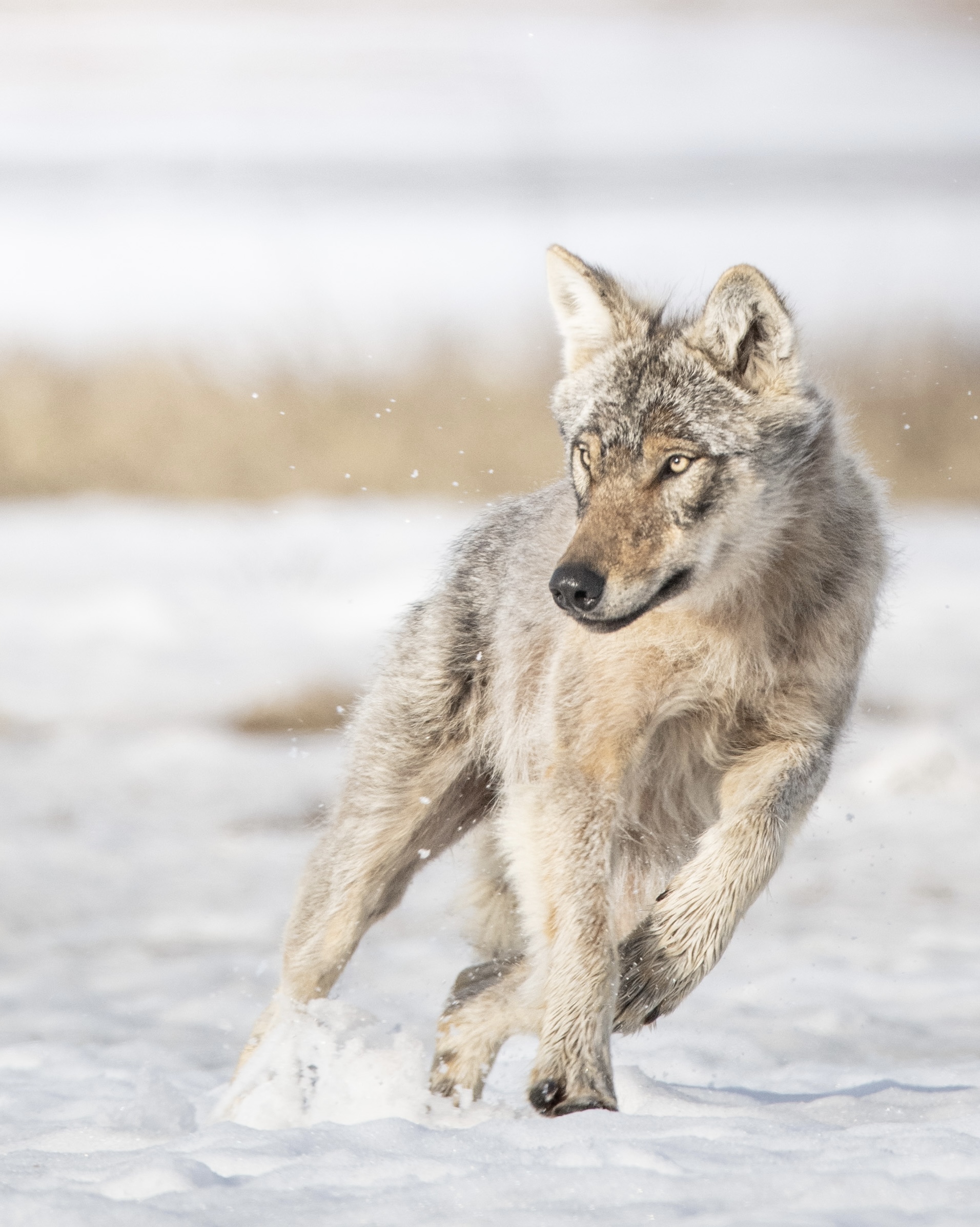Wolf