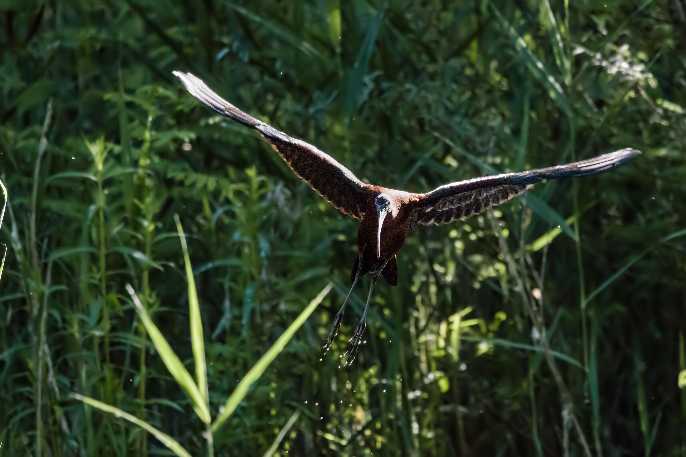 Mignattaio in flight