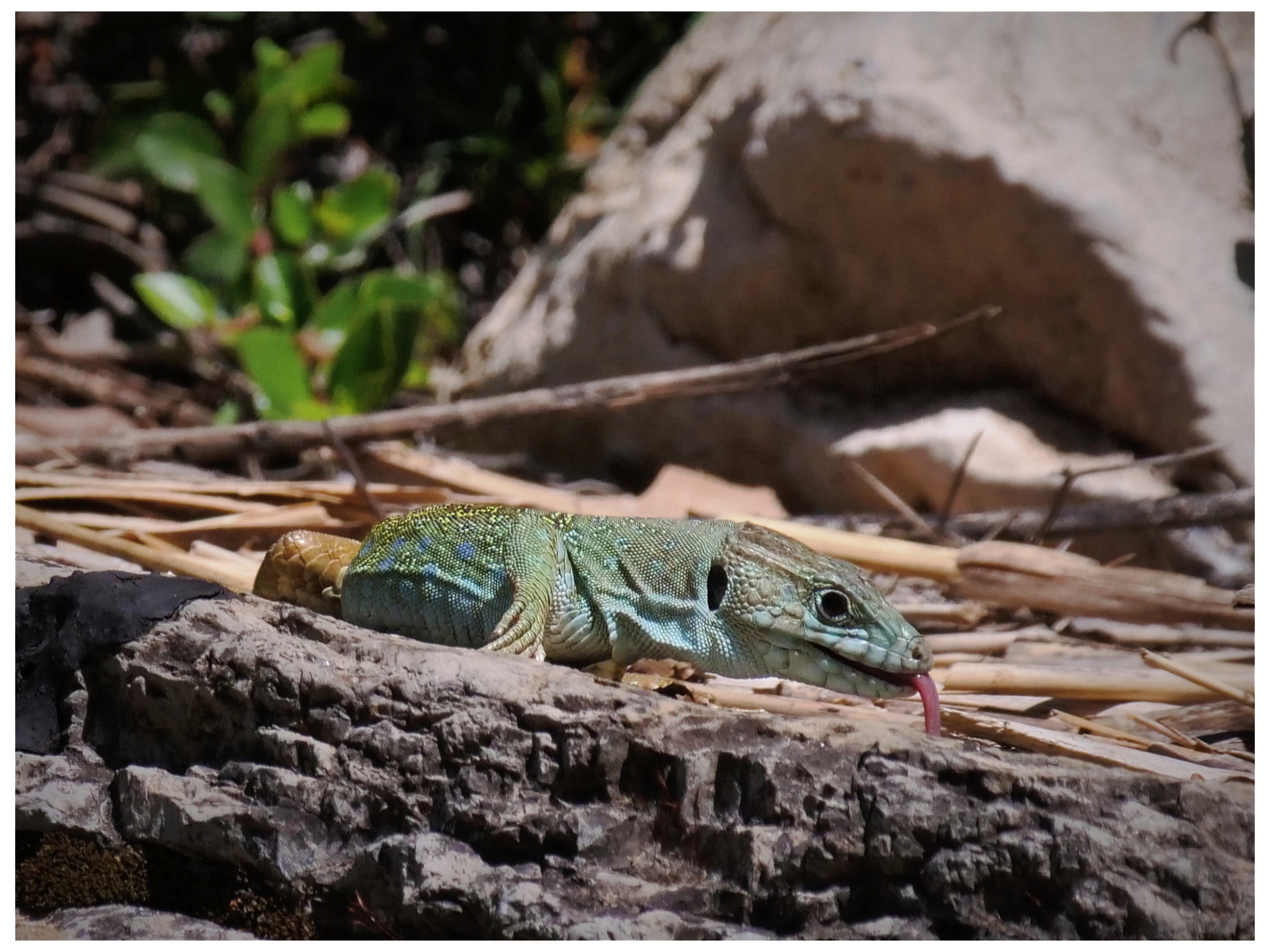 Lagarto Ocelado