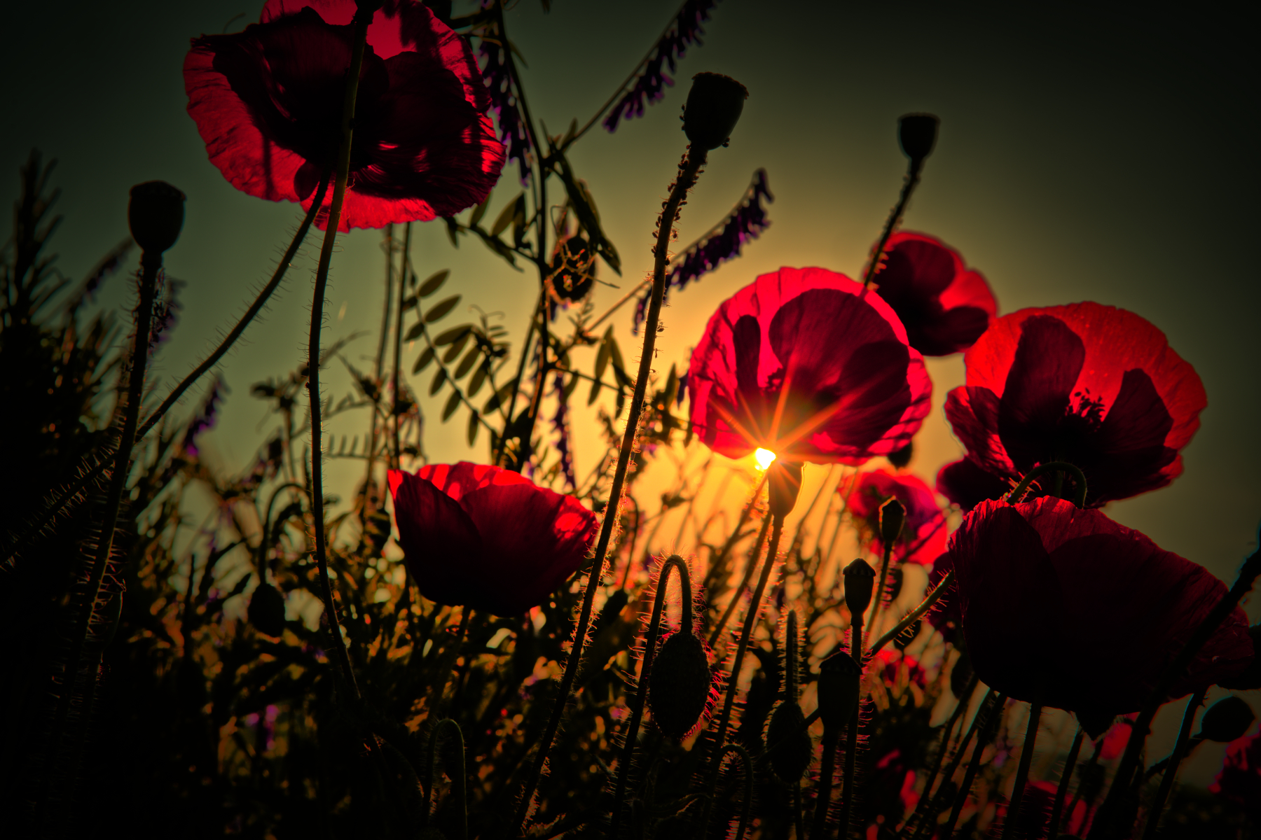 Tra i papaveri